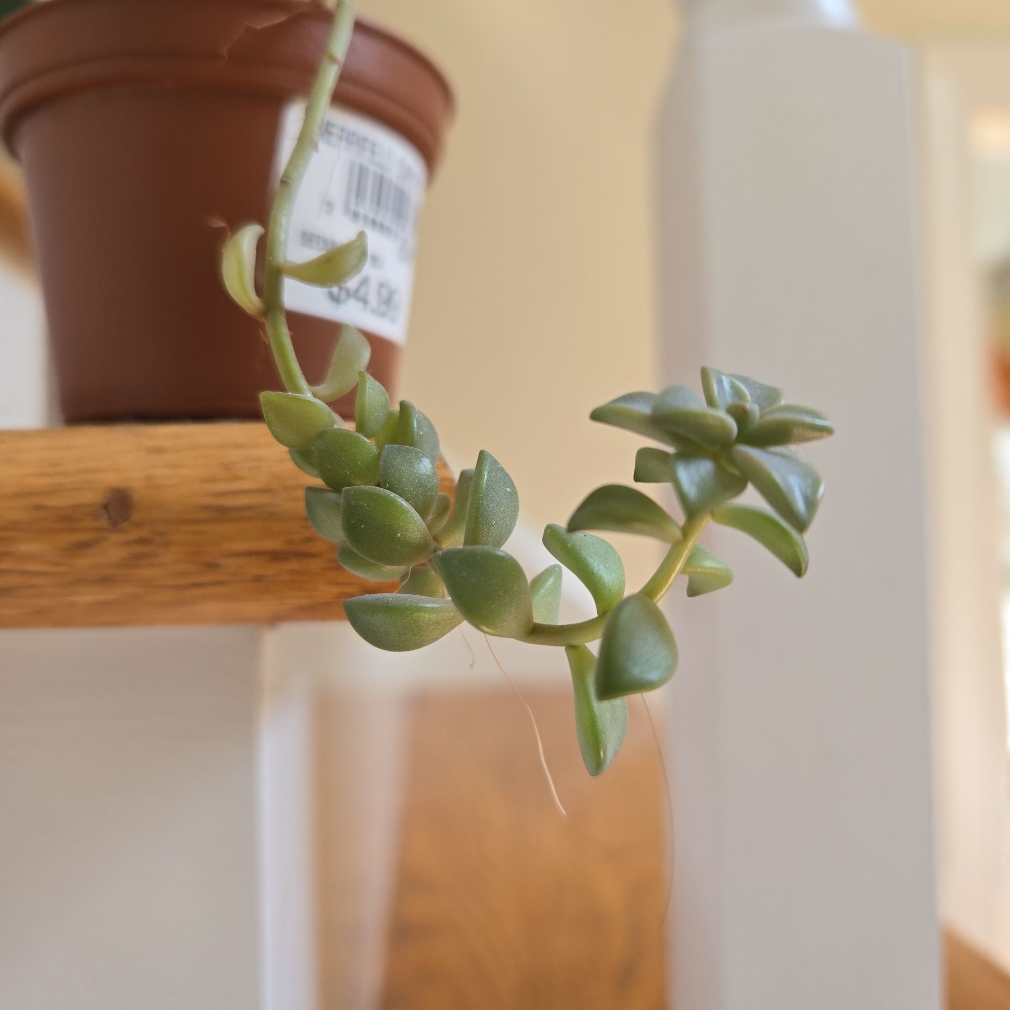 Sedum adolphi 'Sunset' plant in a small pot with green leaves, well-focused.