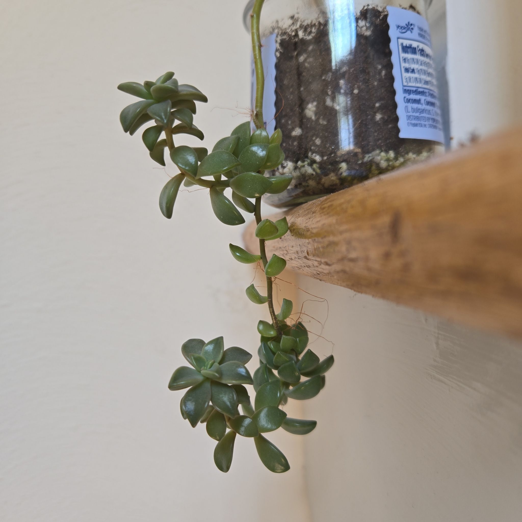 Sedum adolphi 'Sunset' plant in a small container with visible soil, healthy green leaves.