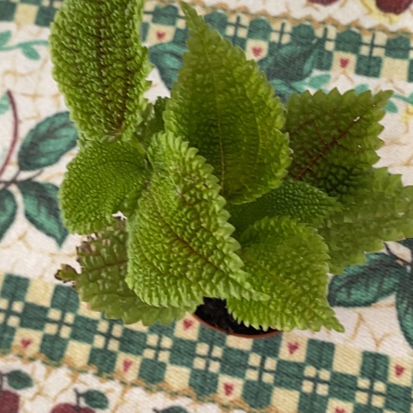 Photo of the plant species Aeschynanthus perrottetii var. malabarica by @SuaveLithops named Duke on Greg, the plant care app