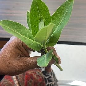 Photo of the plant species Asclepias Syriaca by @NoblyCatthyme named Leaf Erickson on Greg, the plant care app