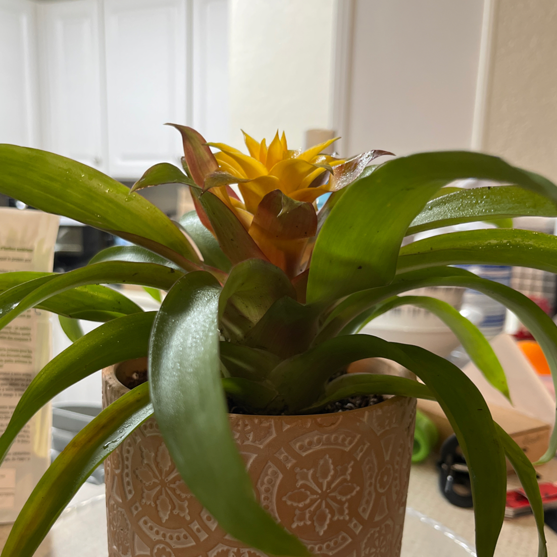 Guzmania Bromeliad plant in a decorative pot with a bright yellow flower.