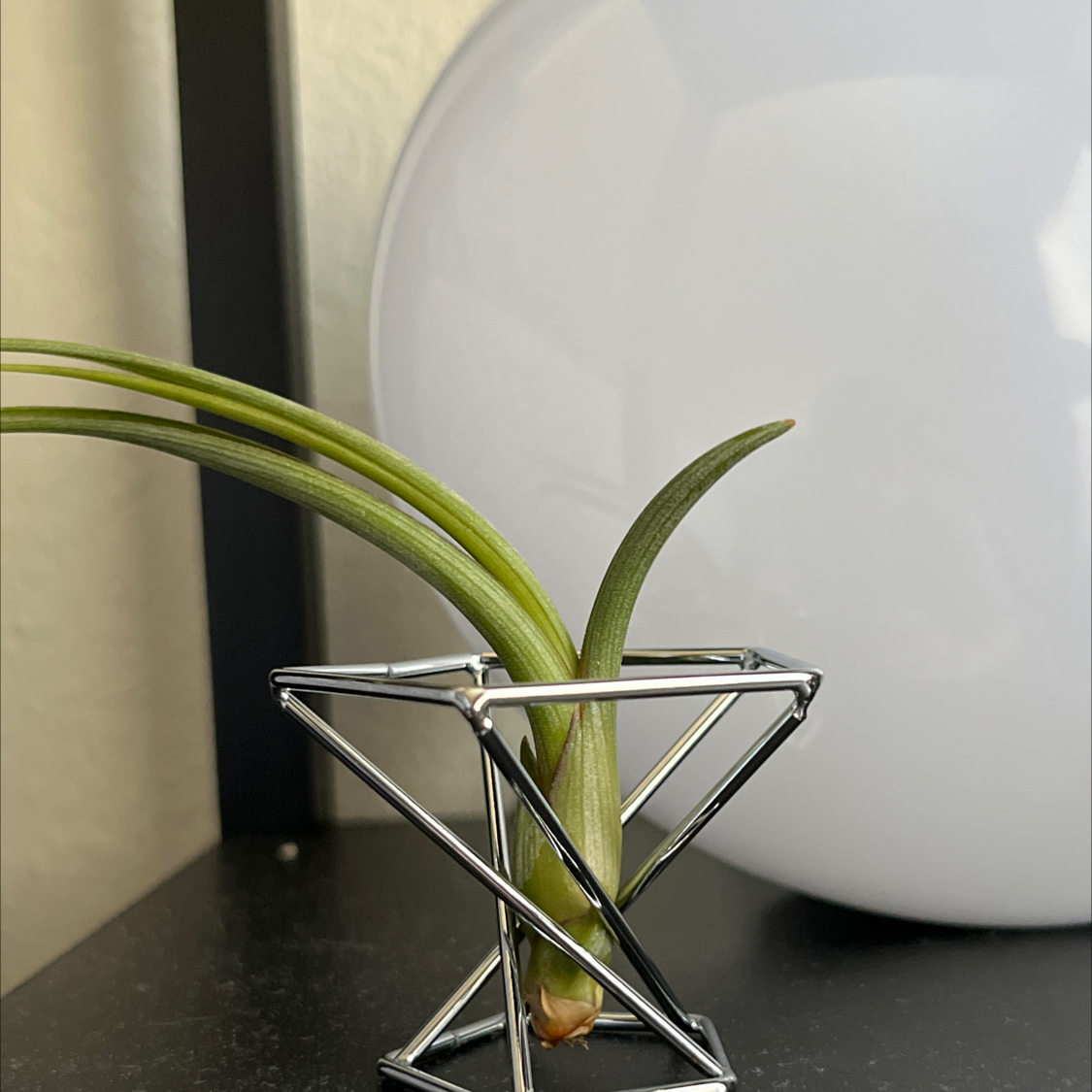 Photo of the plant species Tillandsia baileyi by @ImpishKanna named Coco on Greg, the plant care app