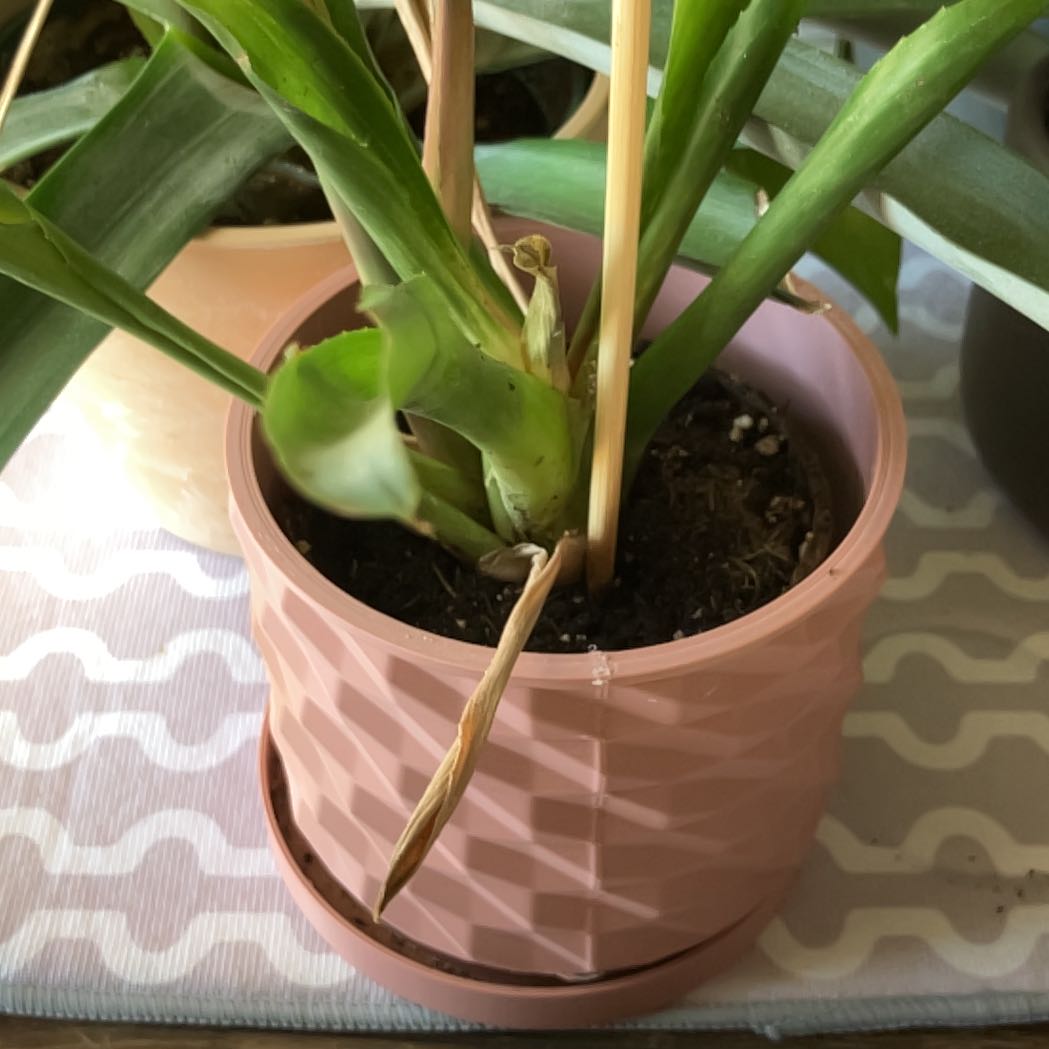 Photo of the plant species Grove Cotton Candy by @PioneerPalqui named Nithin on Greg, the plant care app