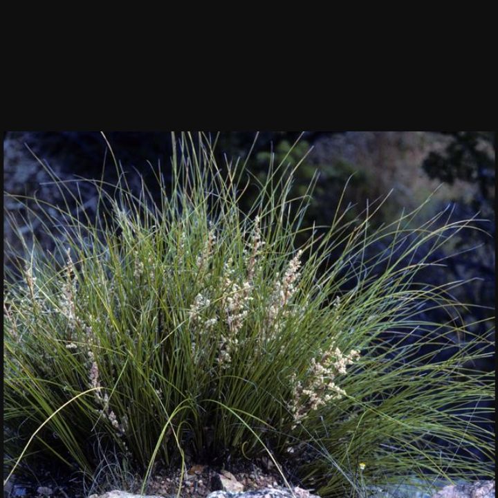 Photo of the plant species Sacahuista by @DivineTurmeric named Mollie on Greg, the plant care app