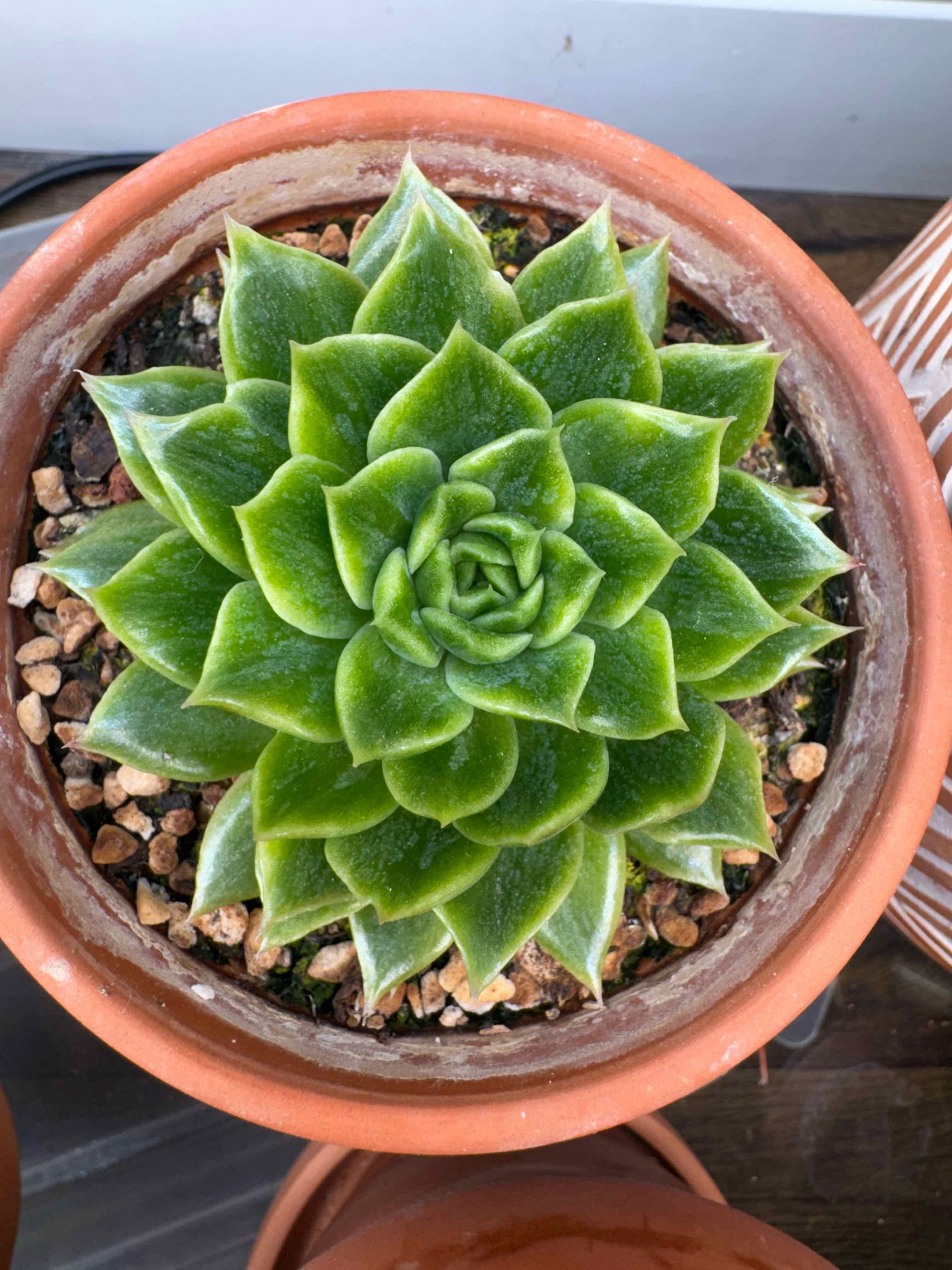 Photo of the plant species Echeveria Ron Evans by @FestalWavycap named Don Ripples on Greg, the plant care app