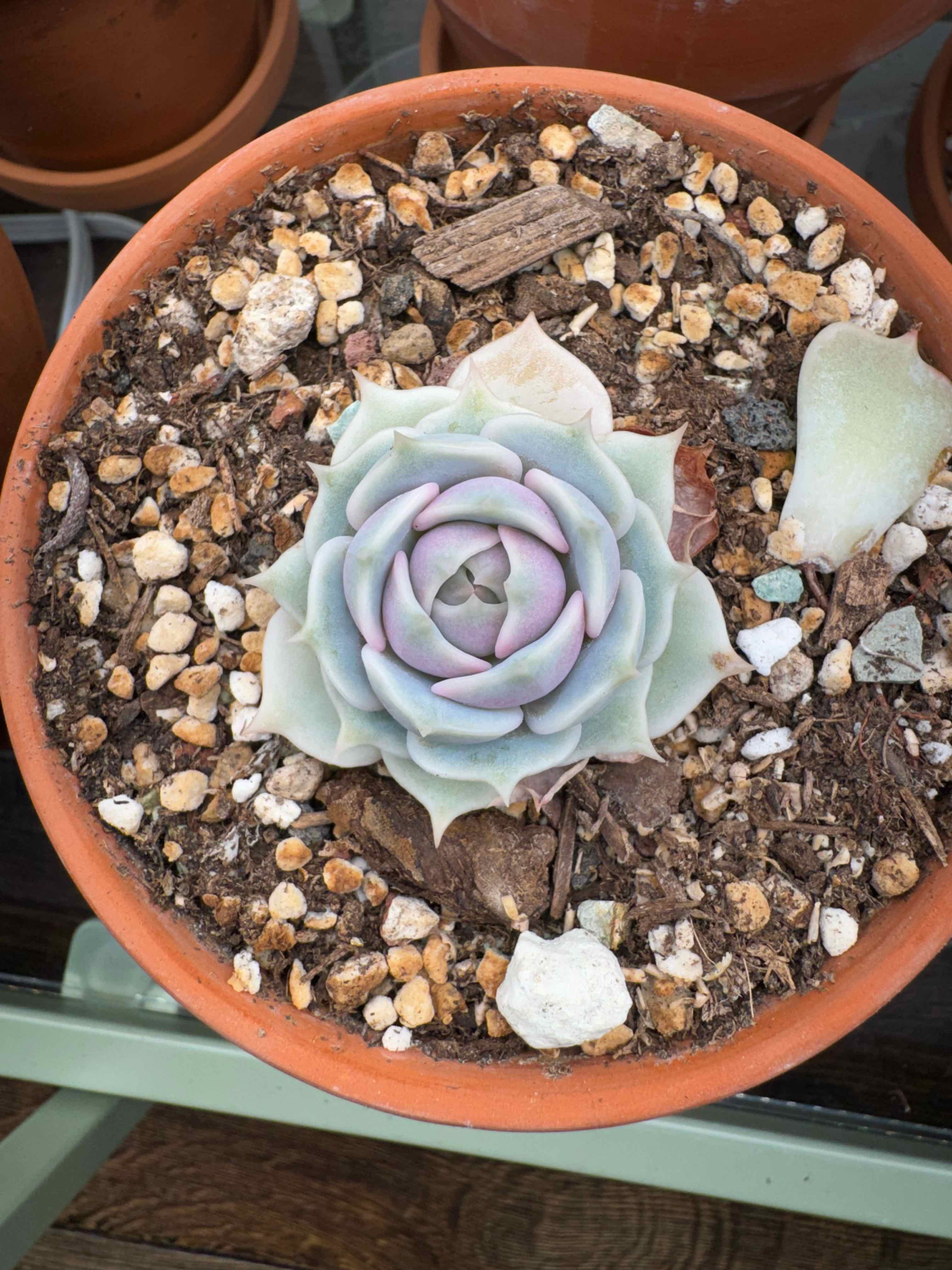 Photo of the plant species Echeveria 'Suyon' by @FestalWavycap named Stella on Greg, the plant care app