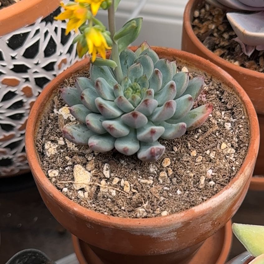 Photo of the plant species Dudleya Greenei by @FestalWavycap named Dolores on Greg, the plant care app