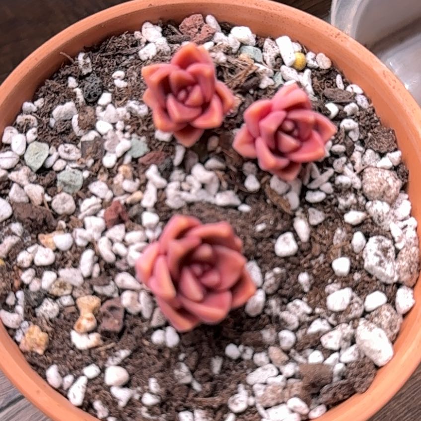 Photo of the plant species Graptopetalumalpenglow by @FestalWavycap named Gomez on Greg, the plant care app