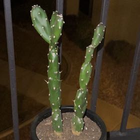 Photo of the plant species prickly pear by @ElegantChives named Zeus on Greg, the plant care app