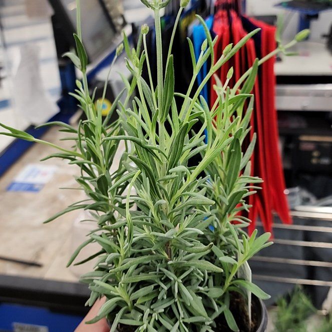 Photo of the plant species Hidcote Blue Lavender by @dav14499 named Planty on Greg, the plant care app