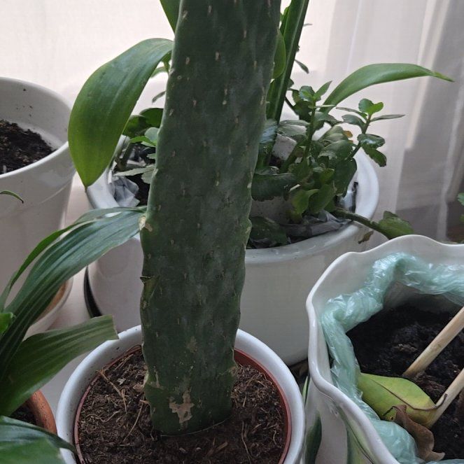 Photo of the plant species Cowboy Cactus by @PremiumPepino named Stella on Greg, the plant care app