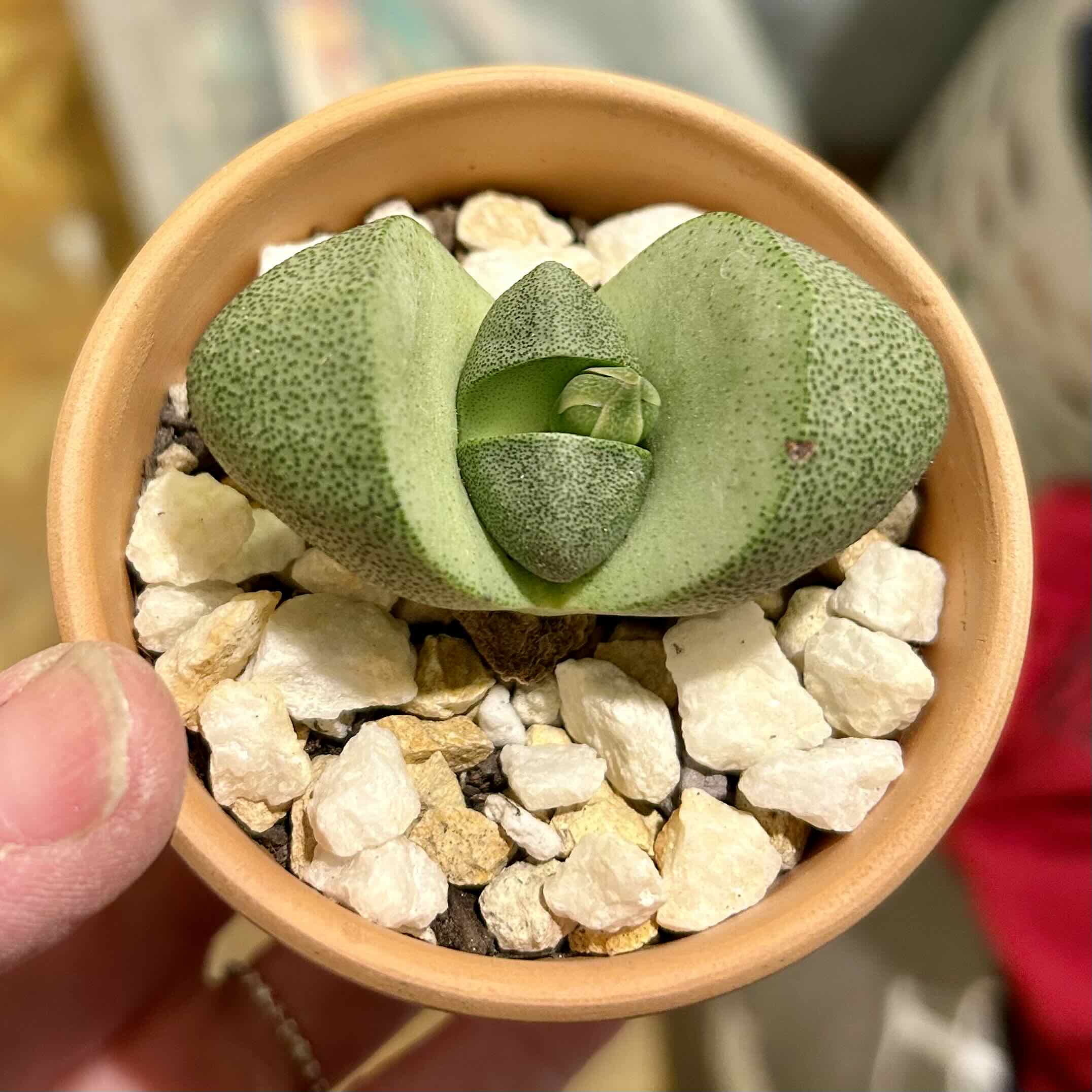 Pleiospilos nelii (Split Rock)