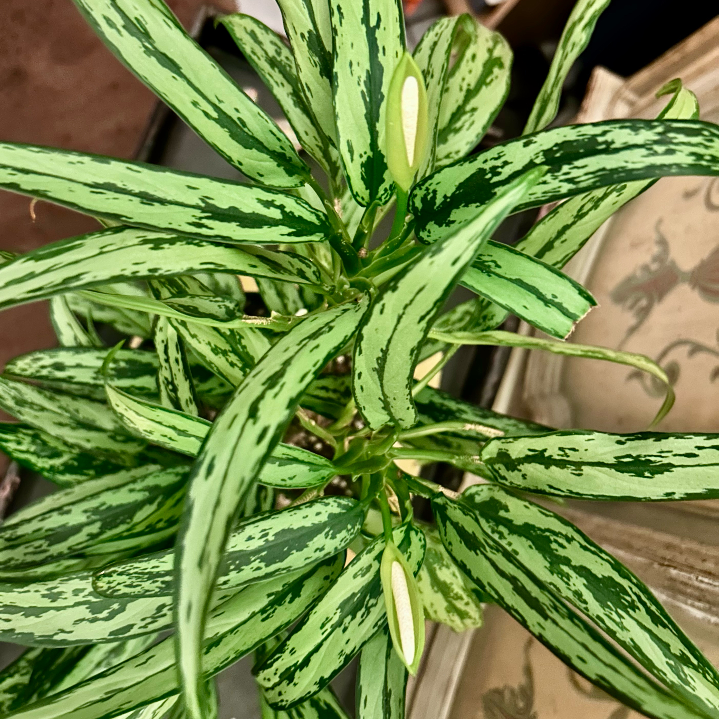 Aglaonema 'Cutlass'