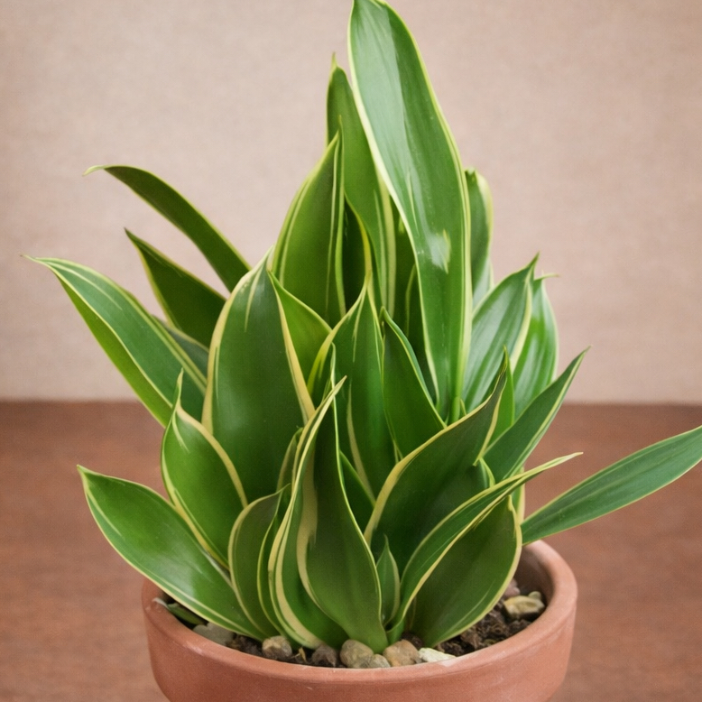 Photo of the plant species Black Gold Snake Plant by @stephongreg named Dracaena trifasciata 'Black Gold' on Greg, the plant care app