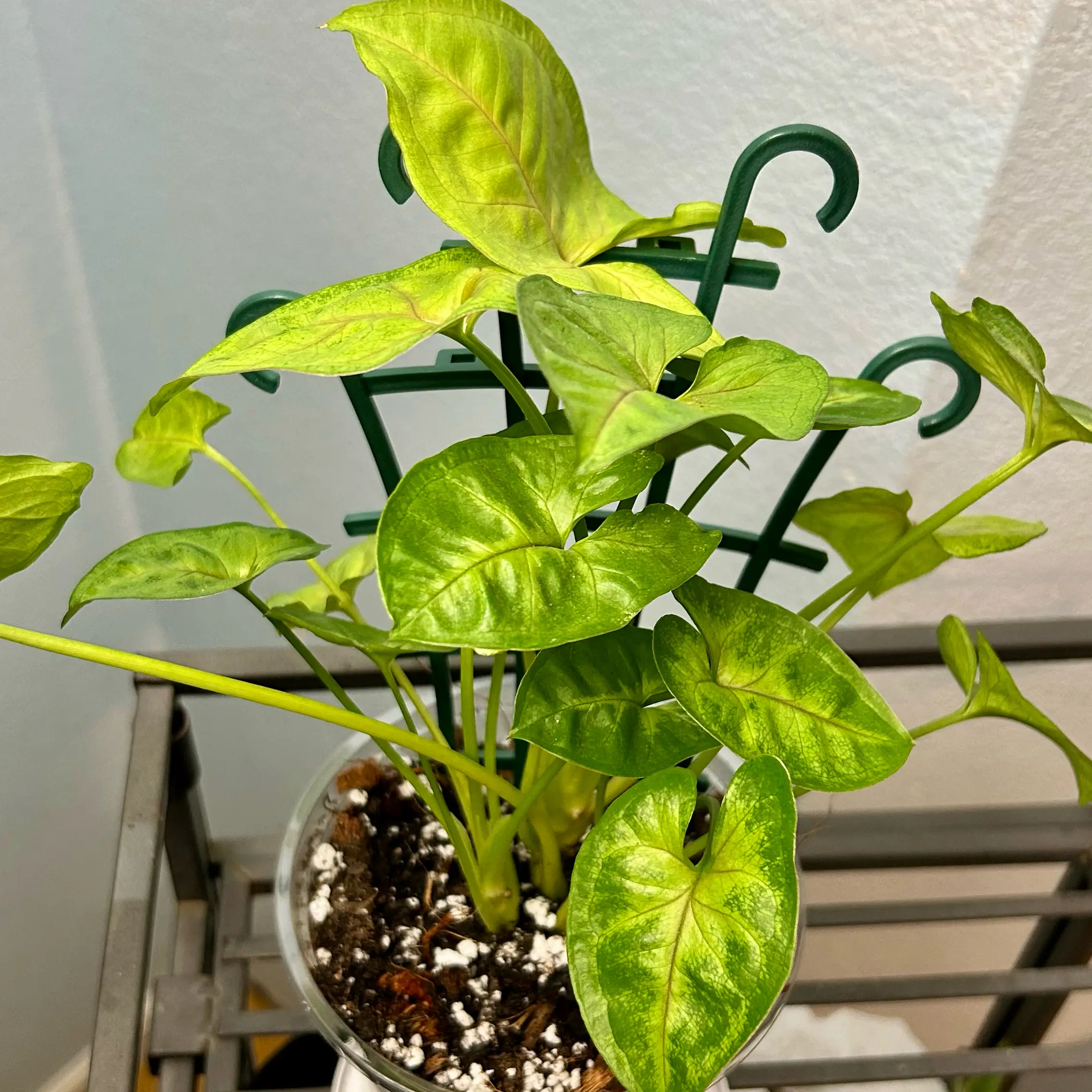 Photo of the plant species Syngonium cream alluison by @stephonicle named Syngonium Cream Allusion on Greg, the plant care app