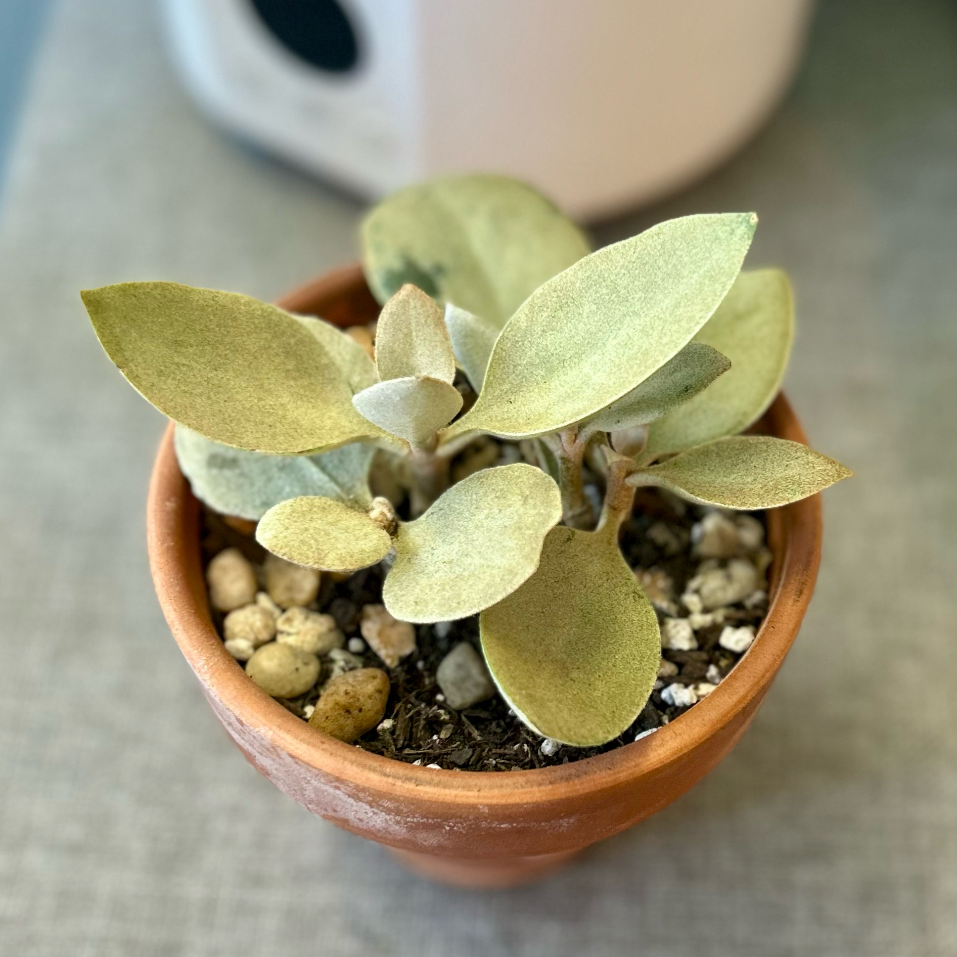 Photo of the plant species Kalanchoe orgyalis 'Grey Ghost' by @stephonicle named Kalanchoe orgyalis 'Grey Ghost' on Greg, the plant care app