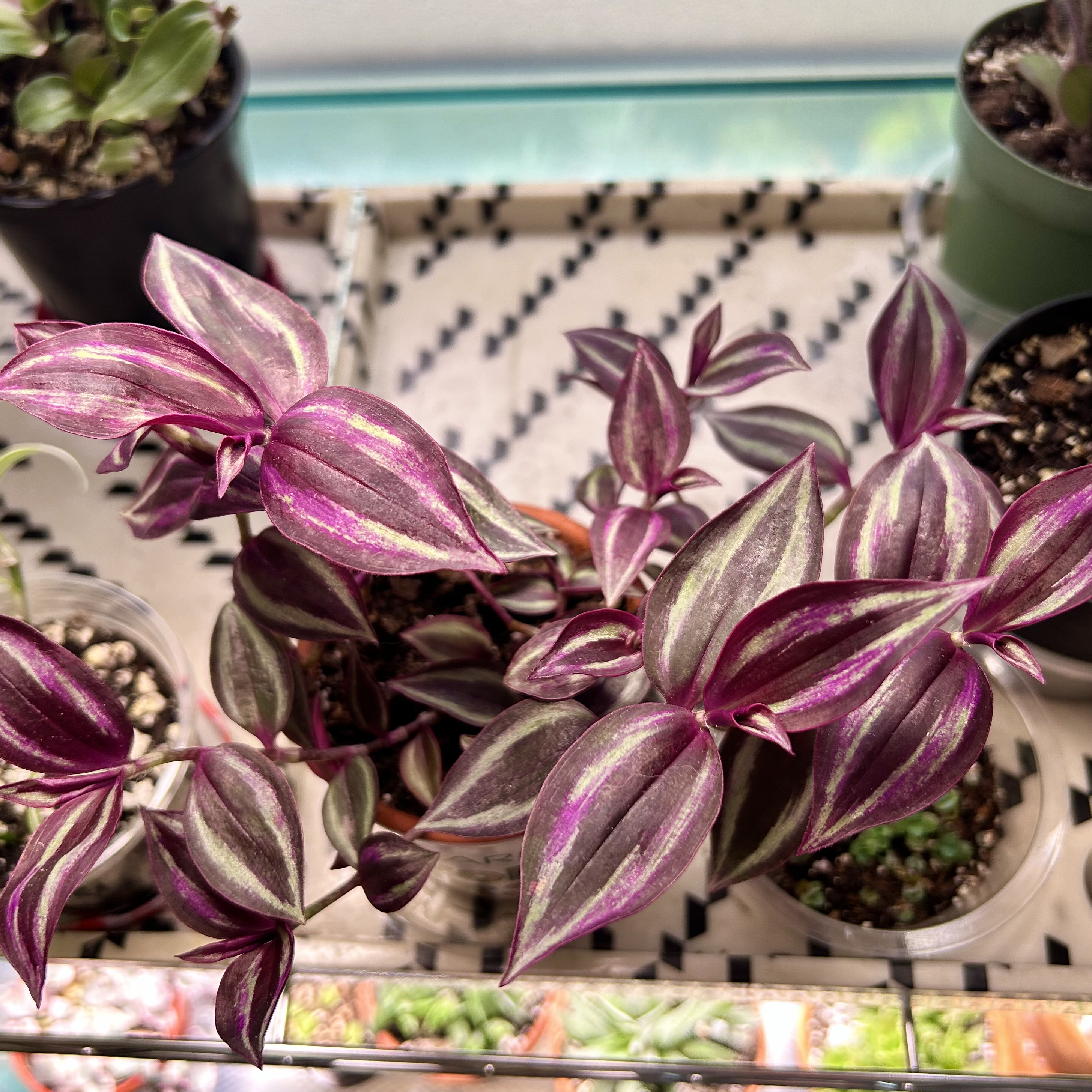 Photo of the plant species Tradescantia Zebrina 'burgundy' by @stephonicle named Tradescantia zebrina 'Burgundy' on Greg, the plant care app