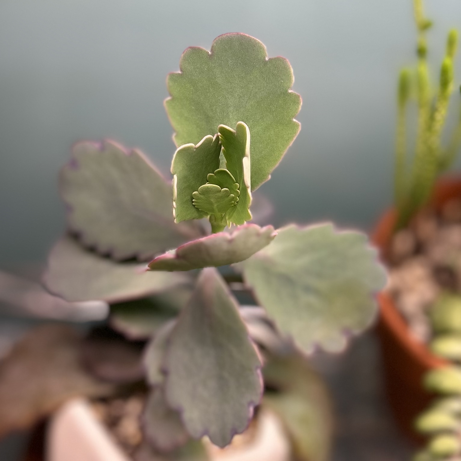 Photo of the plant species Kalanchoe 'Stained Glass' by @stephonicle named Kalanchoe 'Stained Glass' on Greg, the plant care app