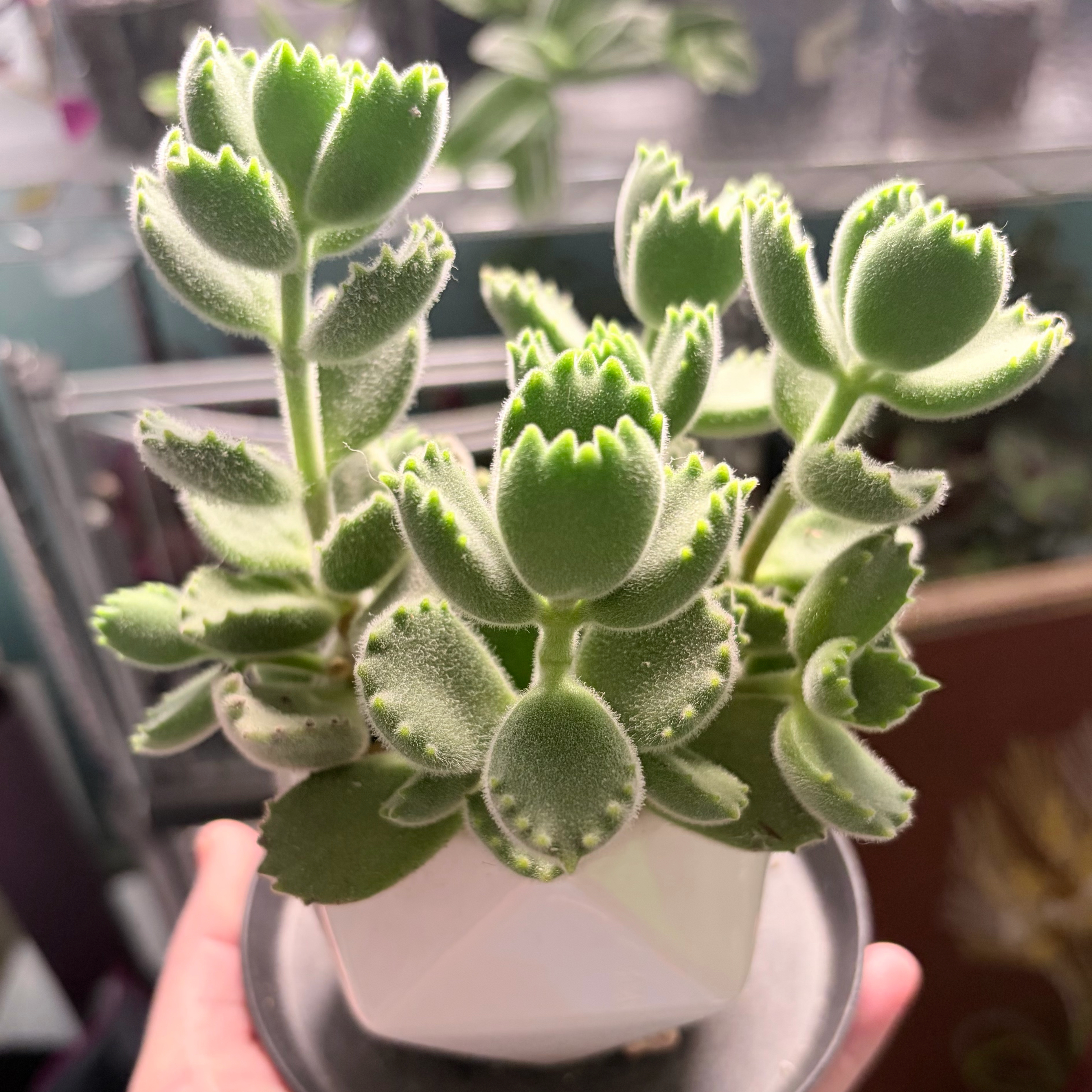 Photo of the plant species Cotyledon tomentosa subsp. ladismithiensis by @stephonicle named Cotyledon tomentosa subsp. ladismithiensis on Greg, the plant care app