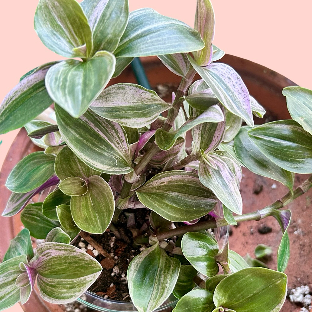 Photo of the plant species Tradescantia 'Sweet Tabby' by @stephonicle named Tradescantia 'Sweet Tabby' (Continental Group) on Greg, the plant care app