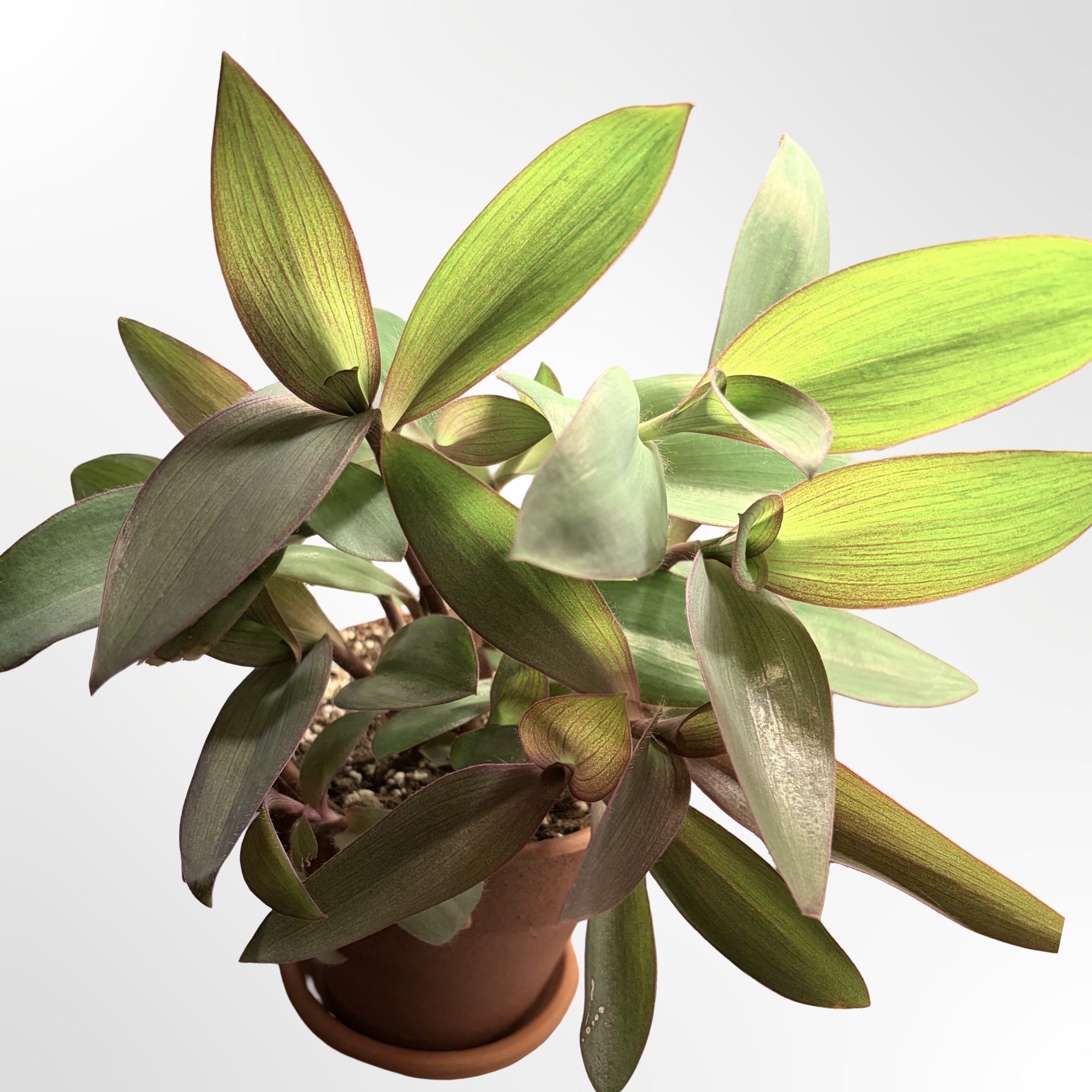 Photo of the plant species Tradescantia 'Blue Sue' by @stephonicle named Tradescantia pallida 'Blue Sue' on Greg, the plant care app