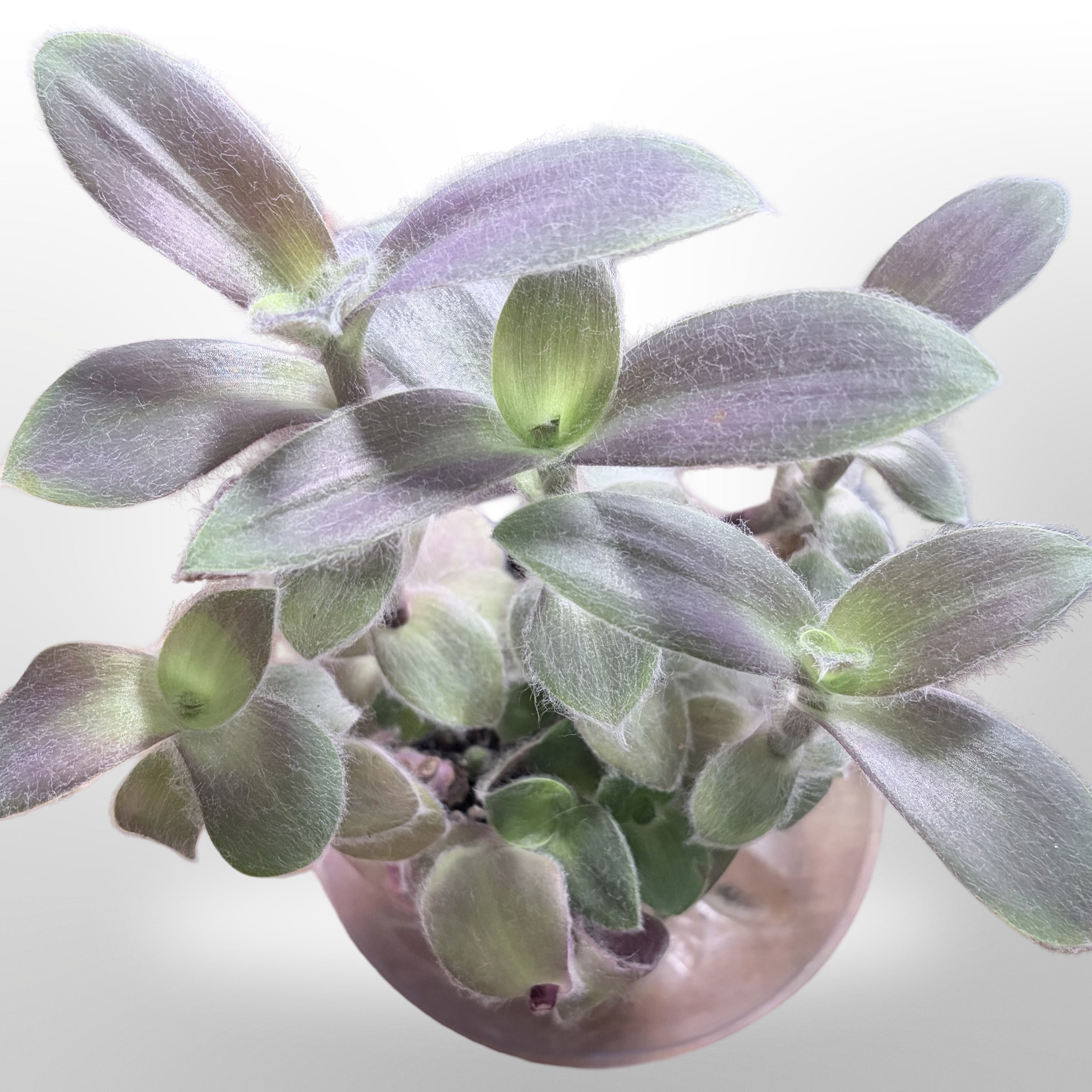 Photo of the plant species Pale Puma by @stephonicle named Tradescantia pallida 'Pale Puma' on Greg, the plant care app