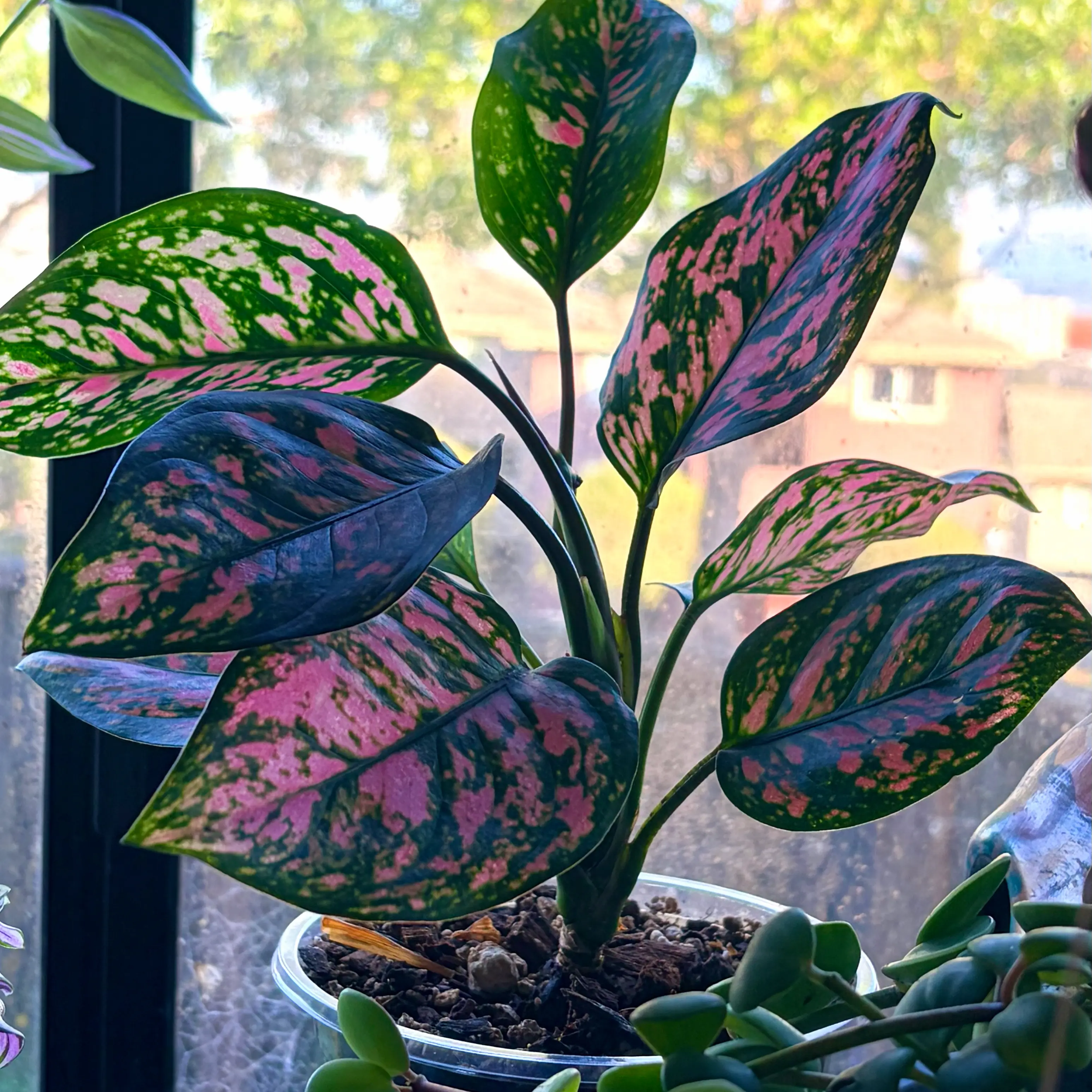 Photo of the plant species Aglaonema 'Ruby' by @stephonicle named Aglaonema 'Ruby' on Greg, the plant care app