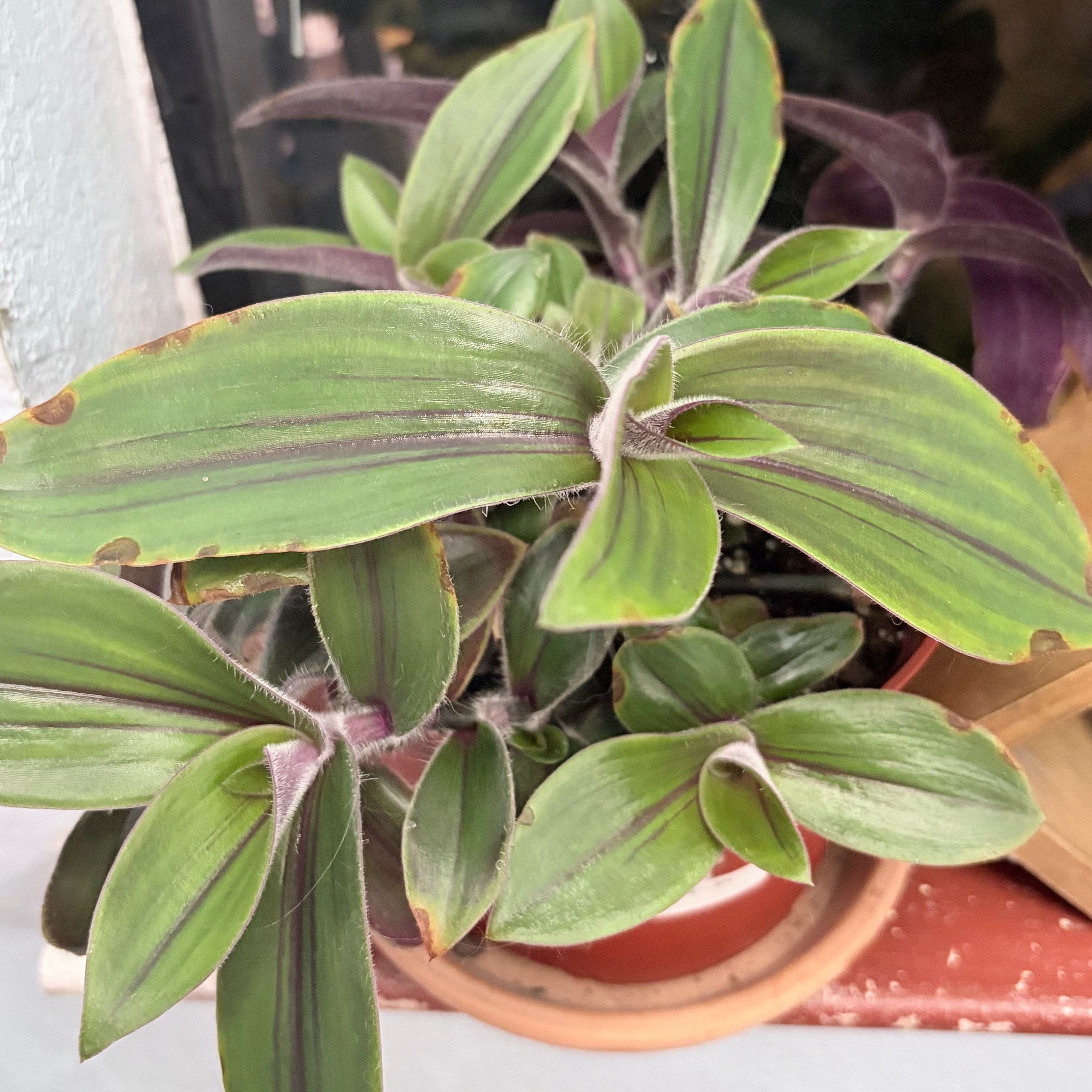 Photo of the plant species Flowering Inch Plant by @stephonicle named Tradescantia cerinthoides 'Red Hill' on Greg, the plant care app