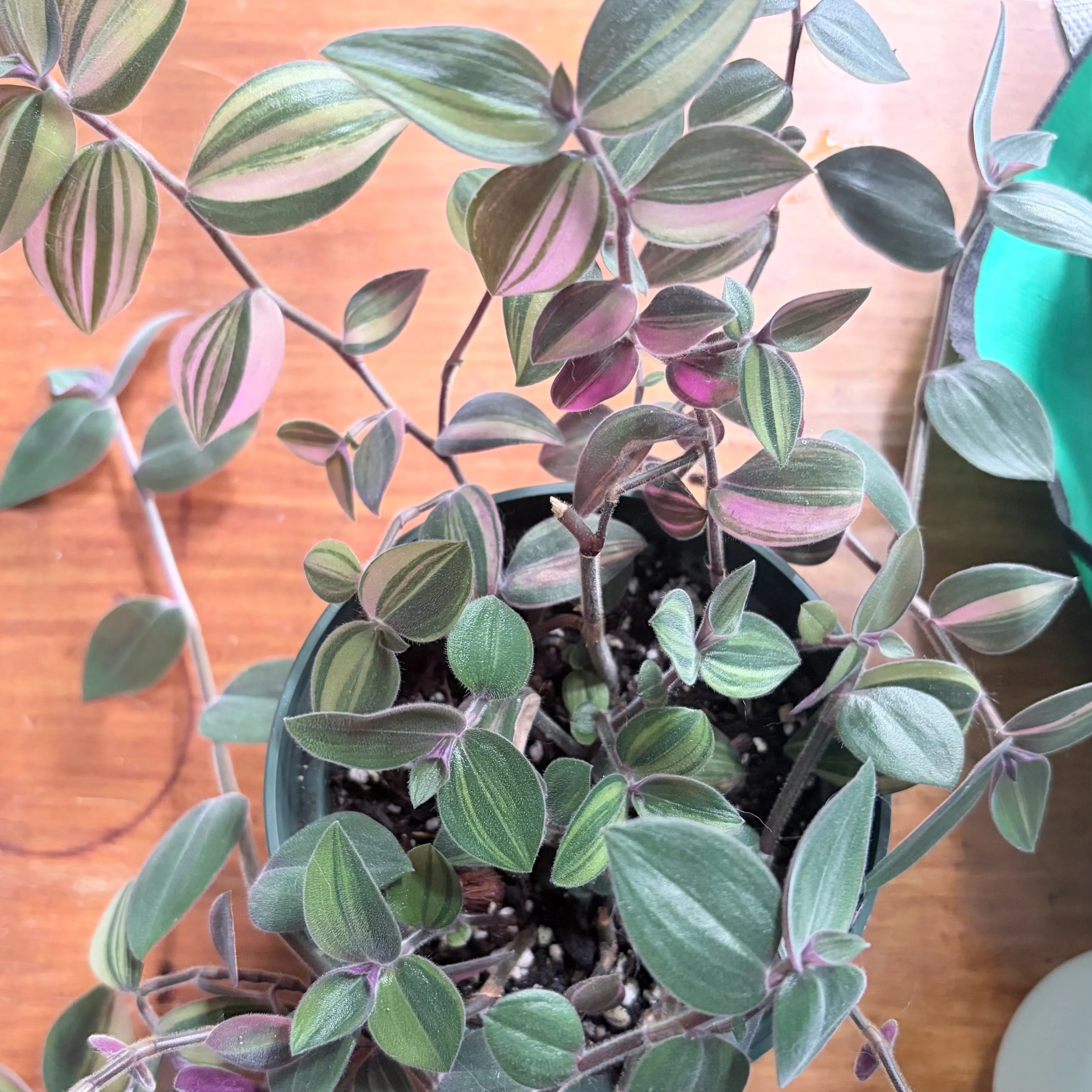 Photo of the plant species Baby Bunny Bellies Variegated by @stephonicle named Tradescantia chrysophylla variegated on Greg, the plant care app