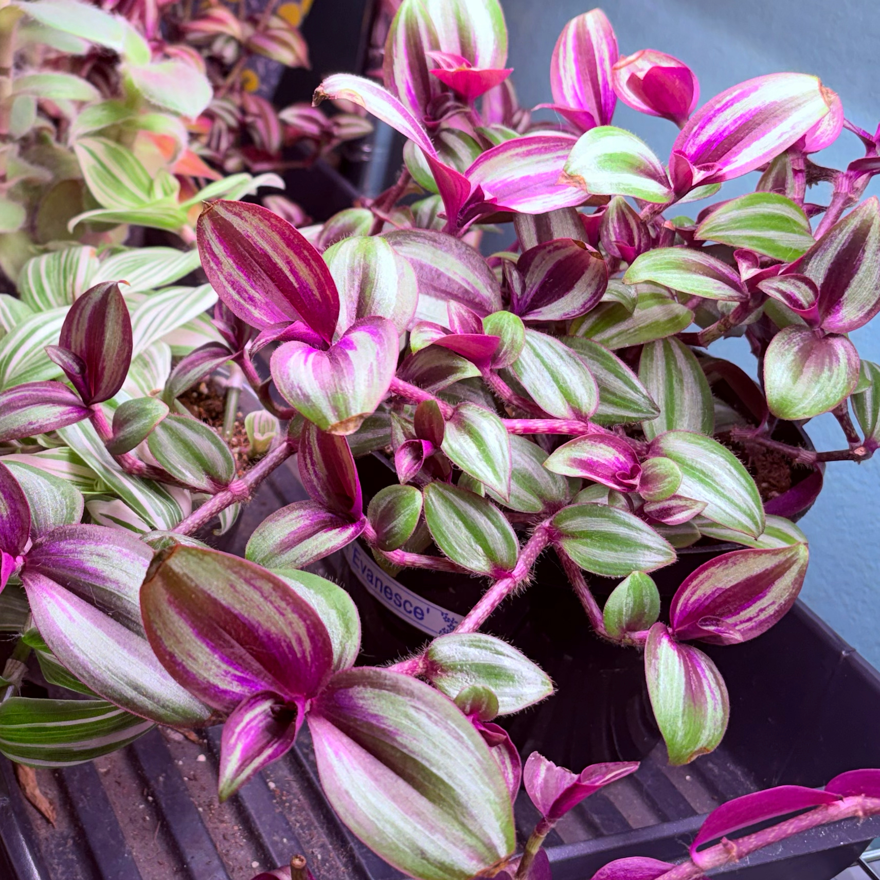 Photo of the plant species Tradescantia zebrina 'Evanesce' by @stephonicle named Tradescantia zebrina 'Evanesce' on Greg, the plant care app