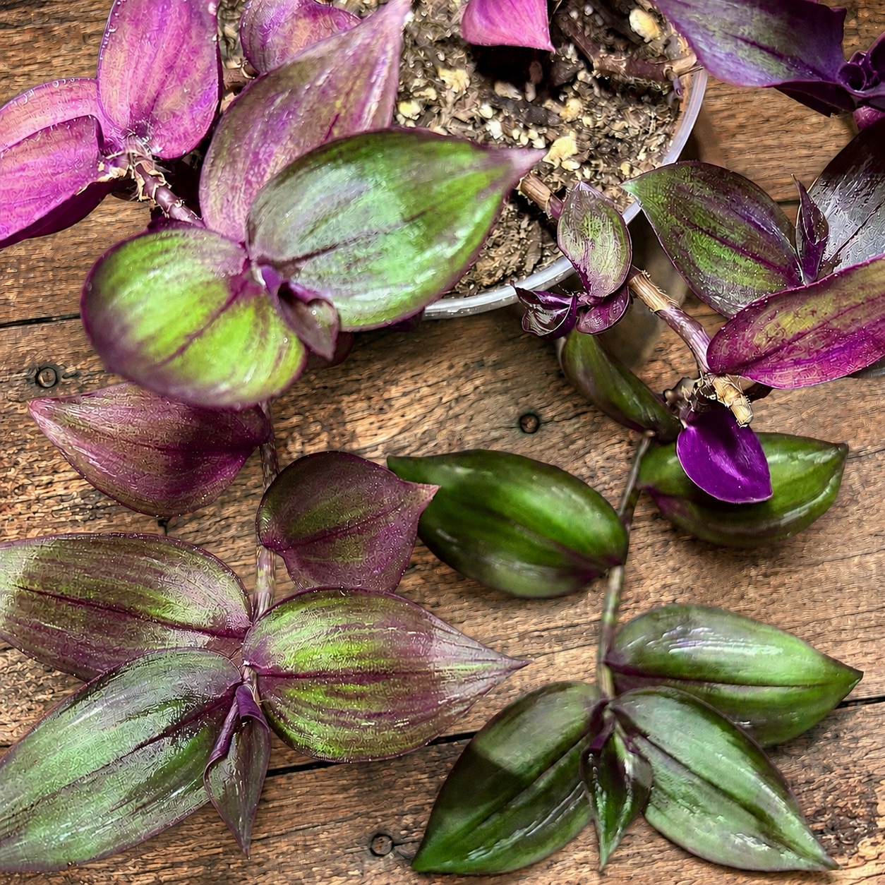 Photo of the plant species Tradescantia zebrina 'Flame Dance' by @stephonicle named Tradescantia zebrina 'Flame Dance' on Greg, the plant care app