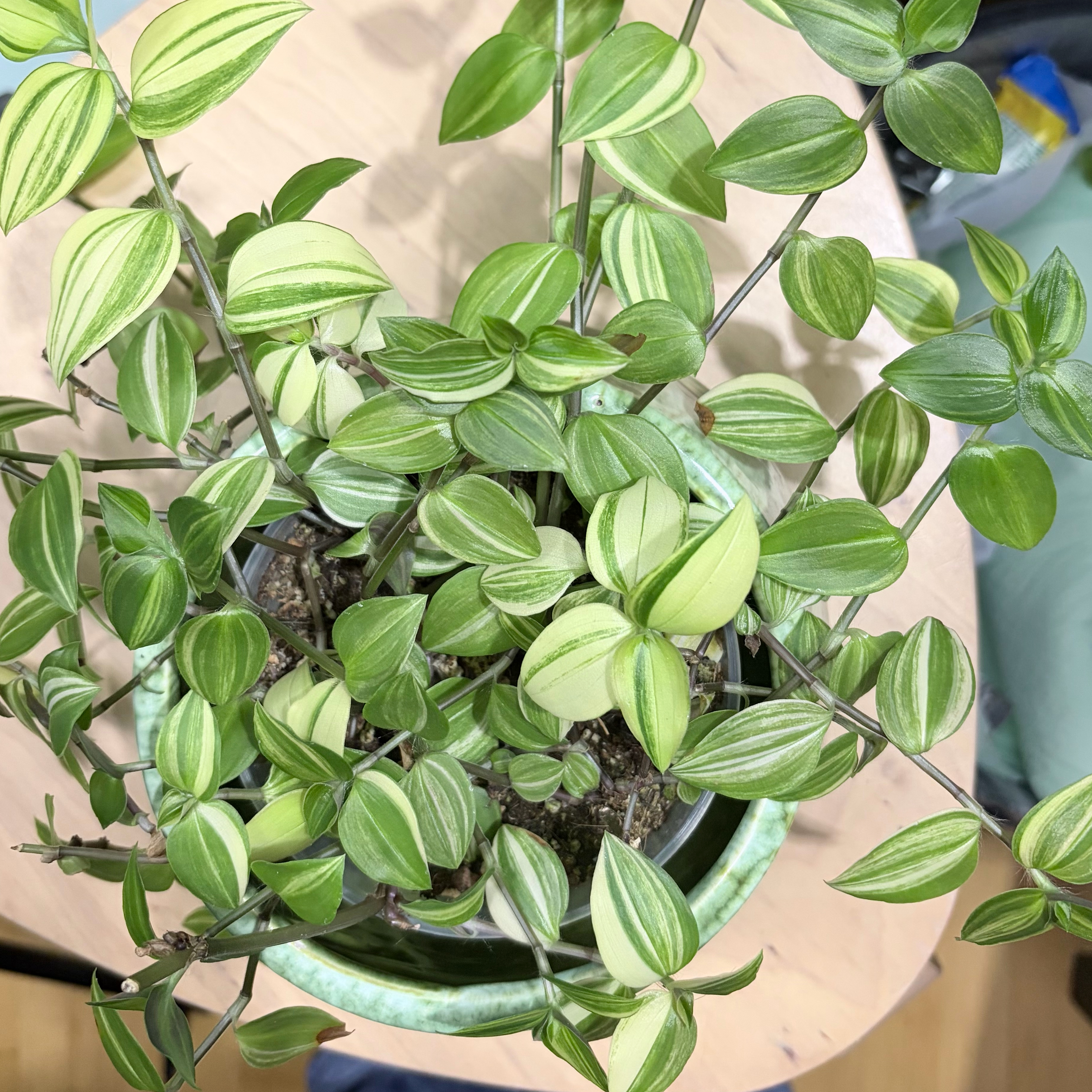 Photo of the plant species Tradescantia 'Yellow Hill' by @stephonicle named Tradescantia 'Yellow Hill' on Greg, the plant care app