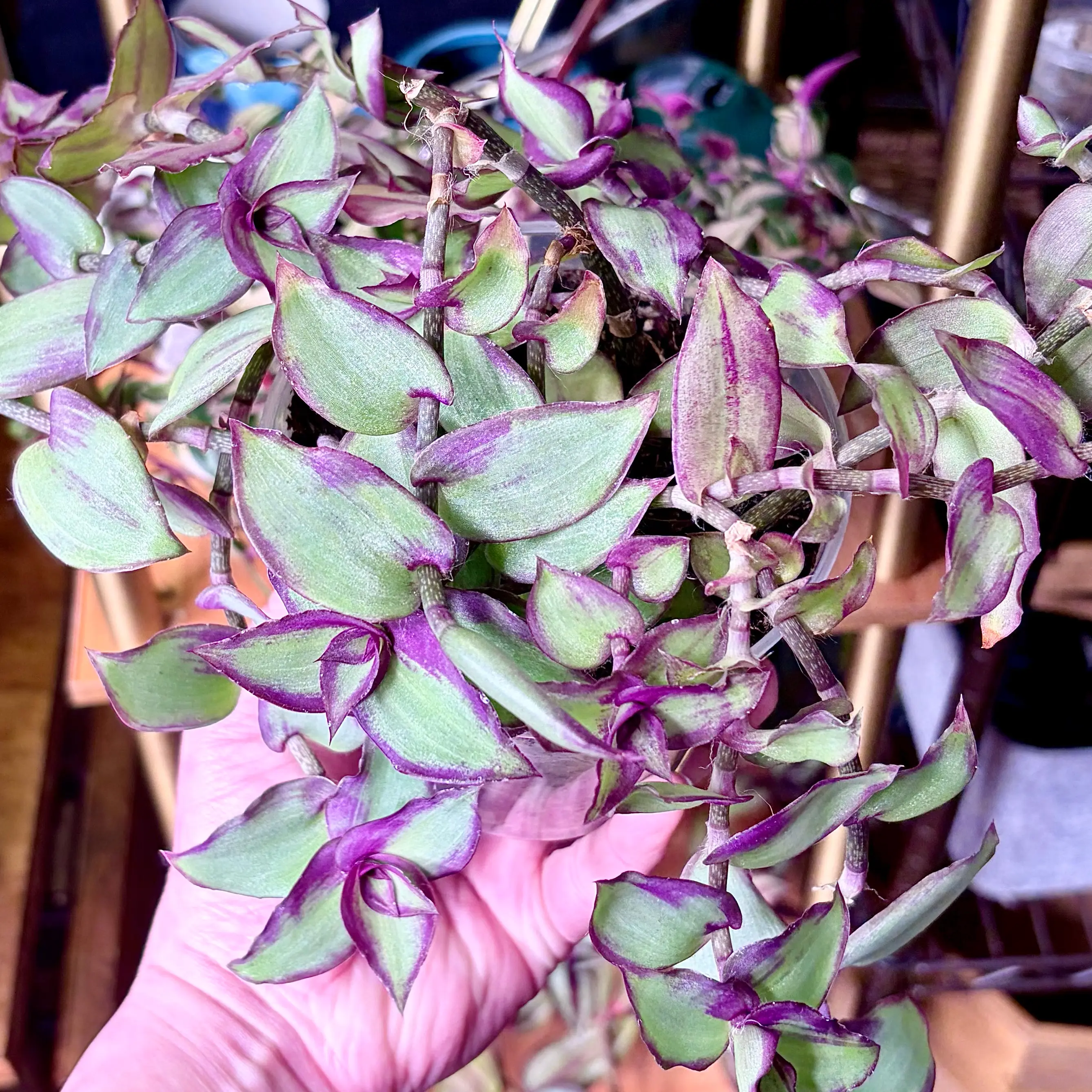 Photo of the plant species Dragon's Tail by @stephongreg named Callisia soconuscensis (Dragon Tail) on Greg, the plant care app