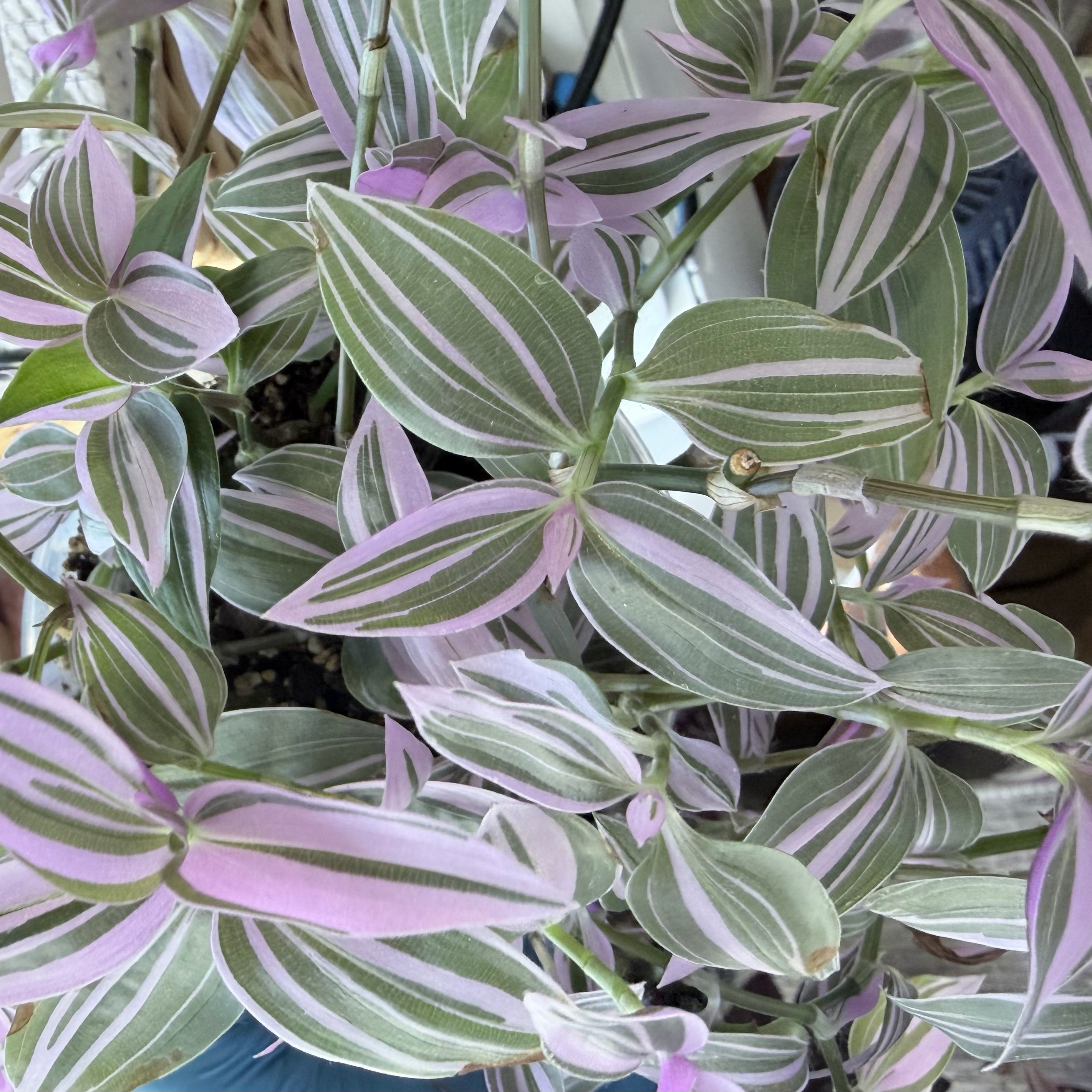 Photo of the plant species Tradescantia 'Lavendar' by @stephonicle named Tradescantia fluminensis "Lavender" on Greg, the plant care app
