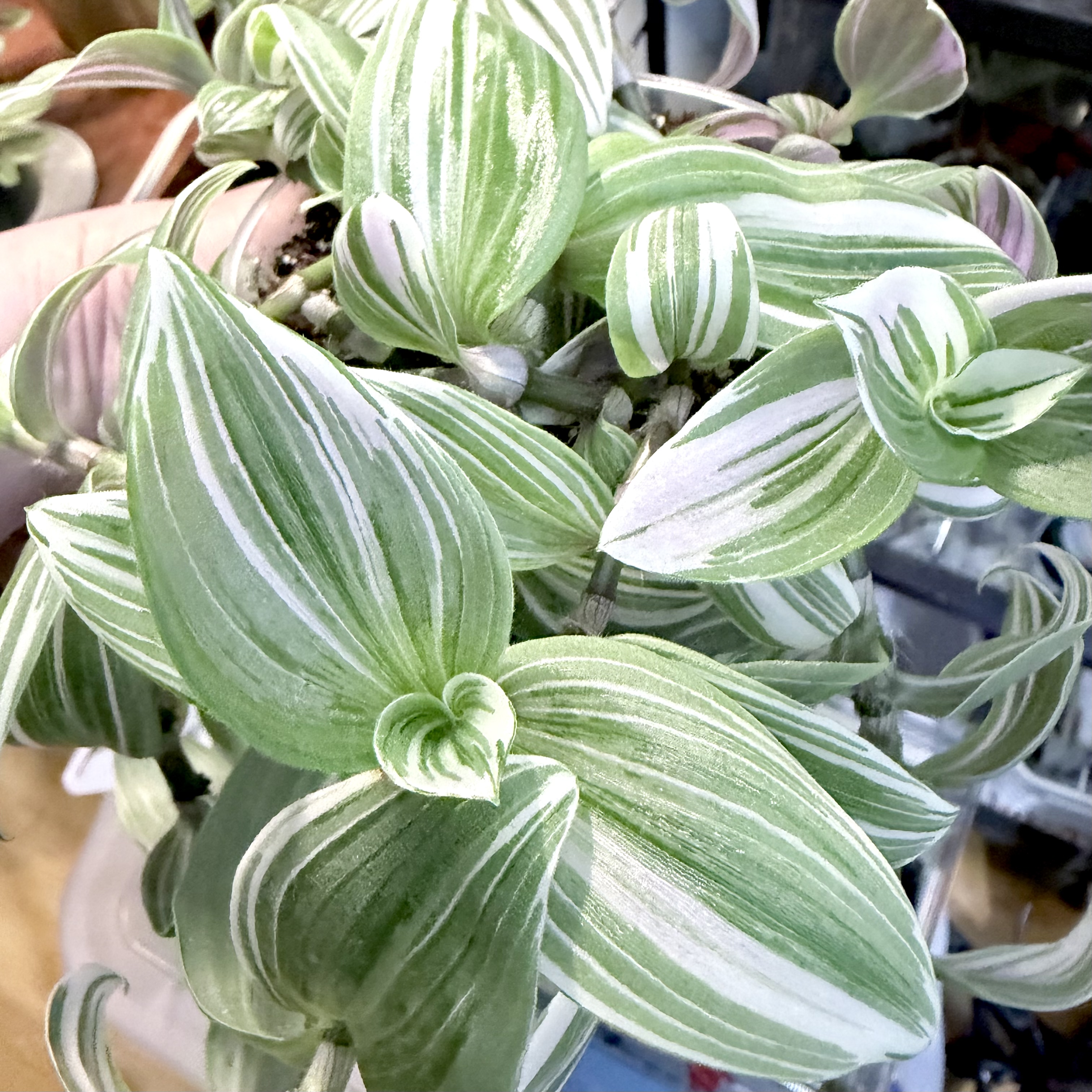 Photo of the plant species Tradescantia 'White Giant' by @stephonicle named Tradescantia "White Giant" (Continental Group) on Greg, the plant care app