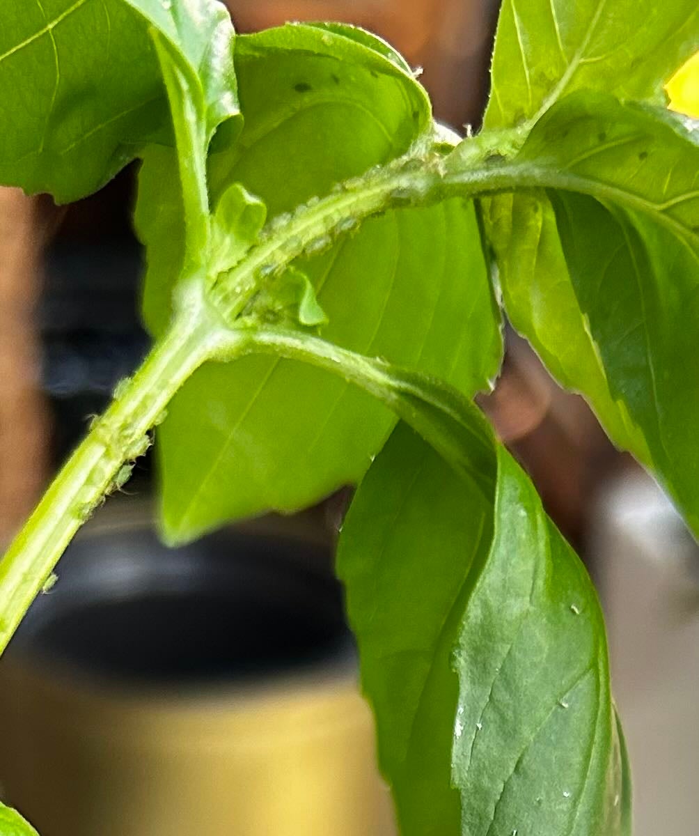 Camphor Basil is Toxic to Dogs 🐶