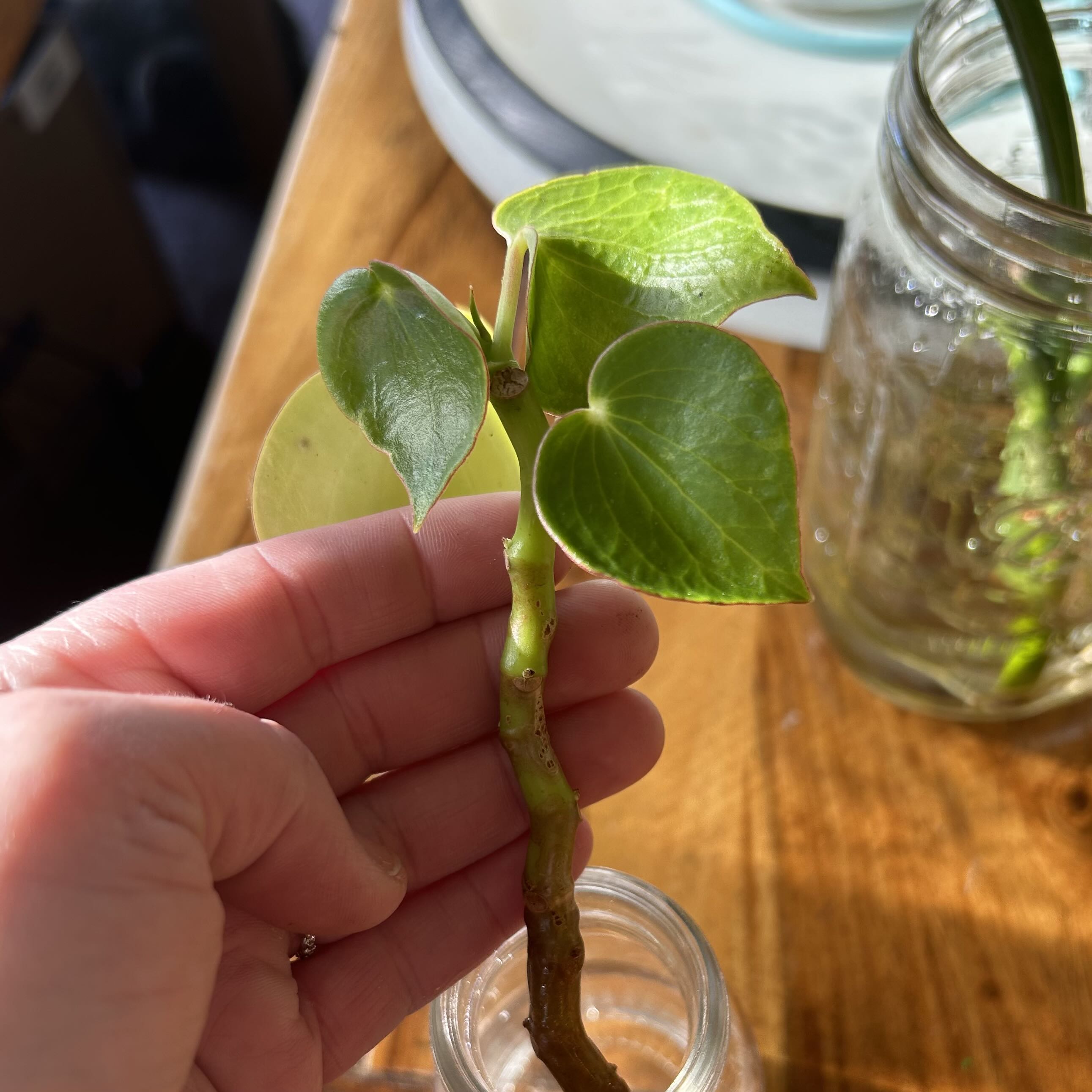 How Do I Cure peperomia 'harmony's midnight wave' root rot?