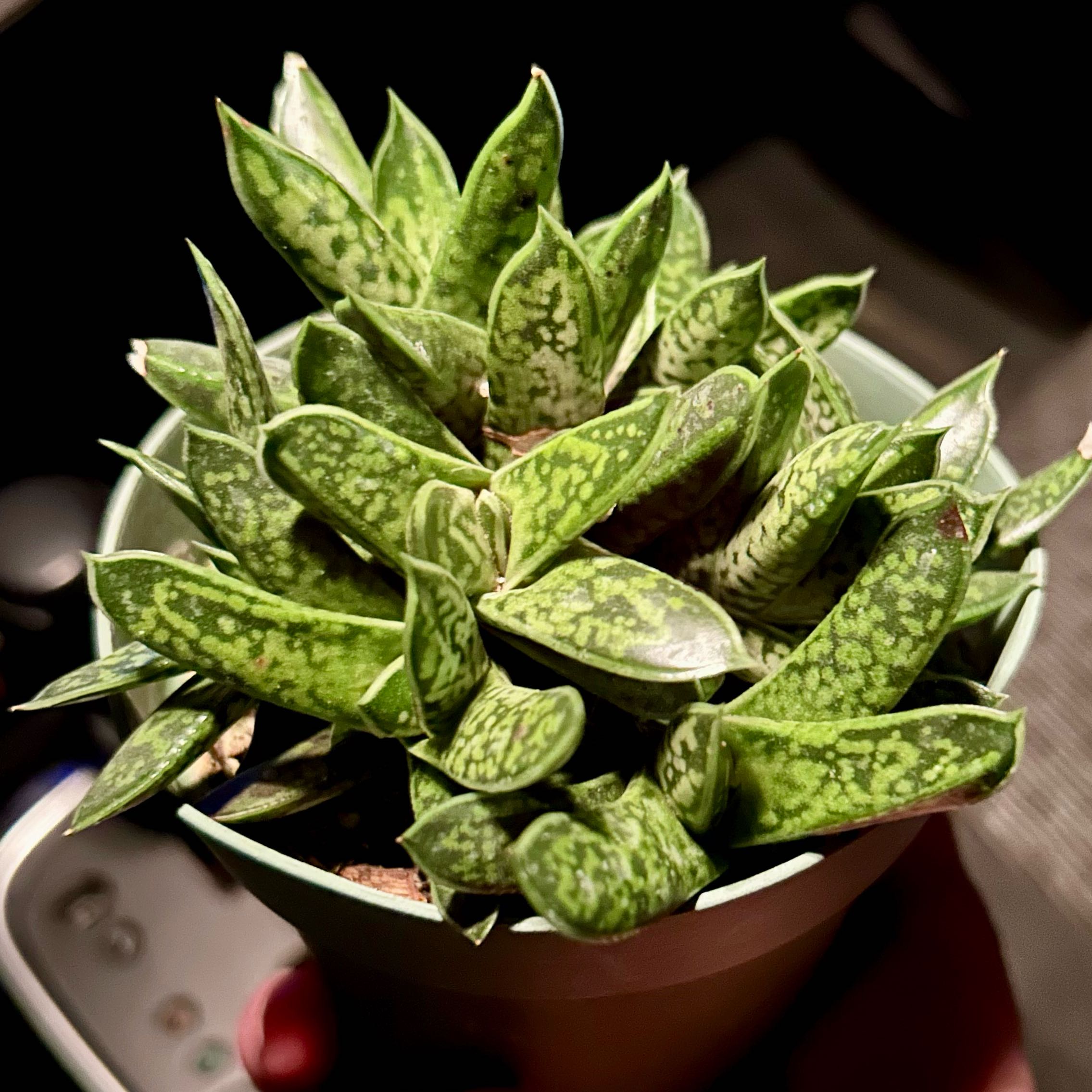 Photo of the plant species Gasteria Cherry Blossom by @stephonicle named Gasteria Cherry Blossom on Greg, the plant care app