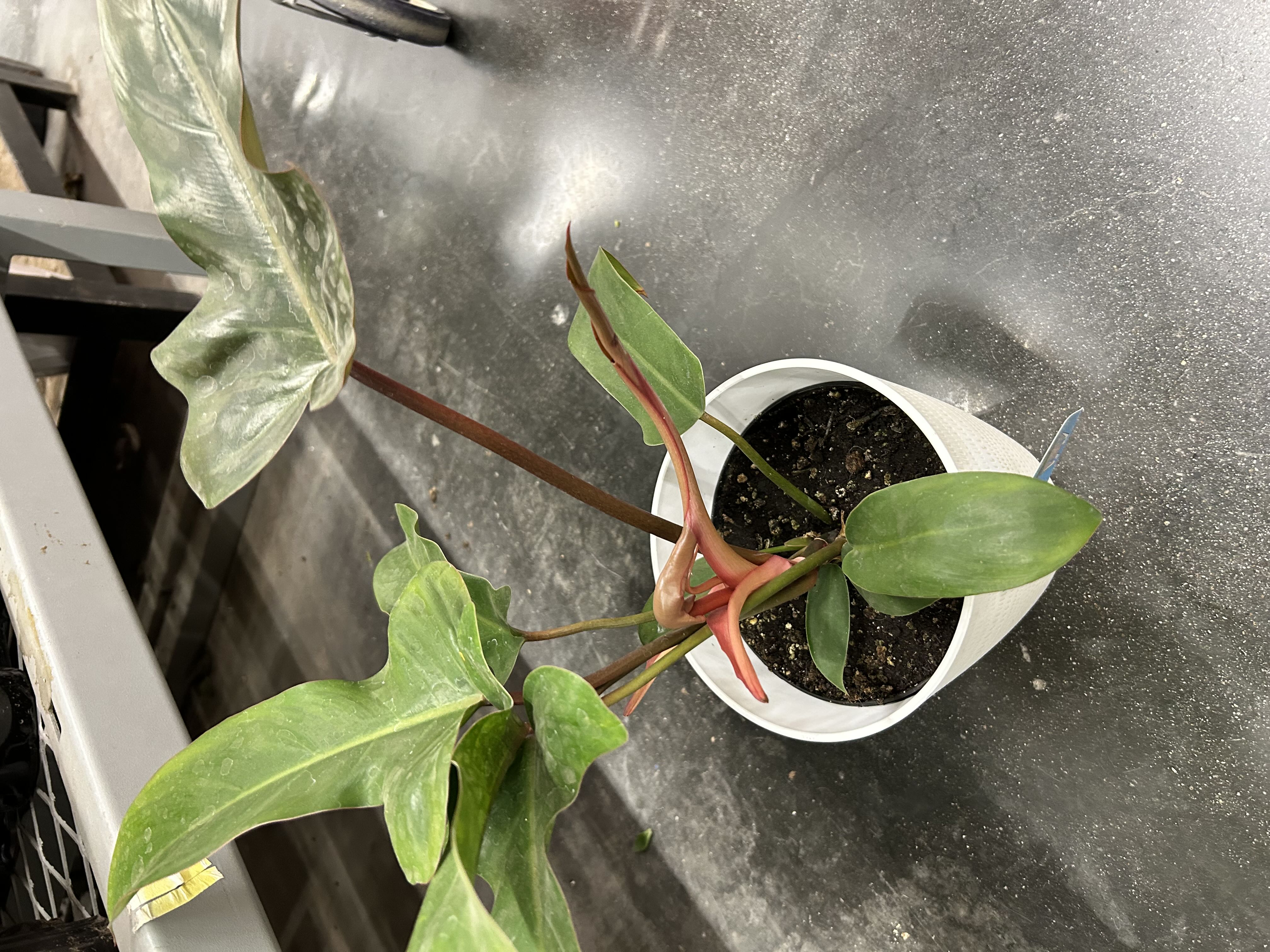 Photo from the post