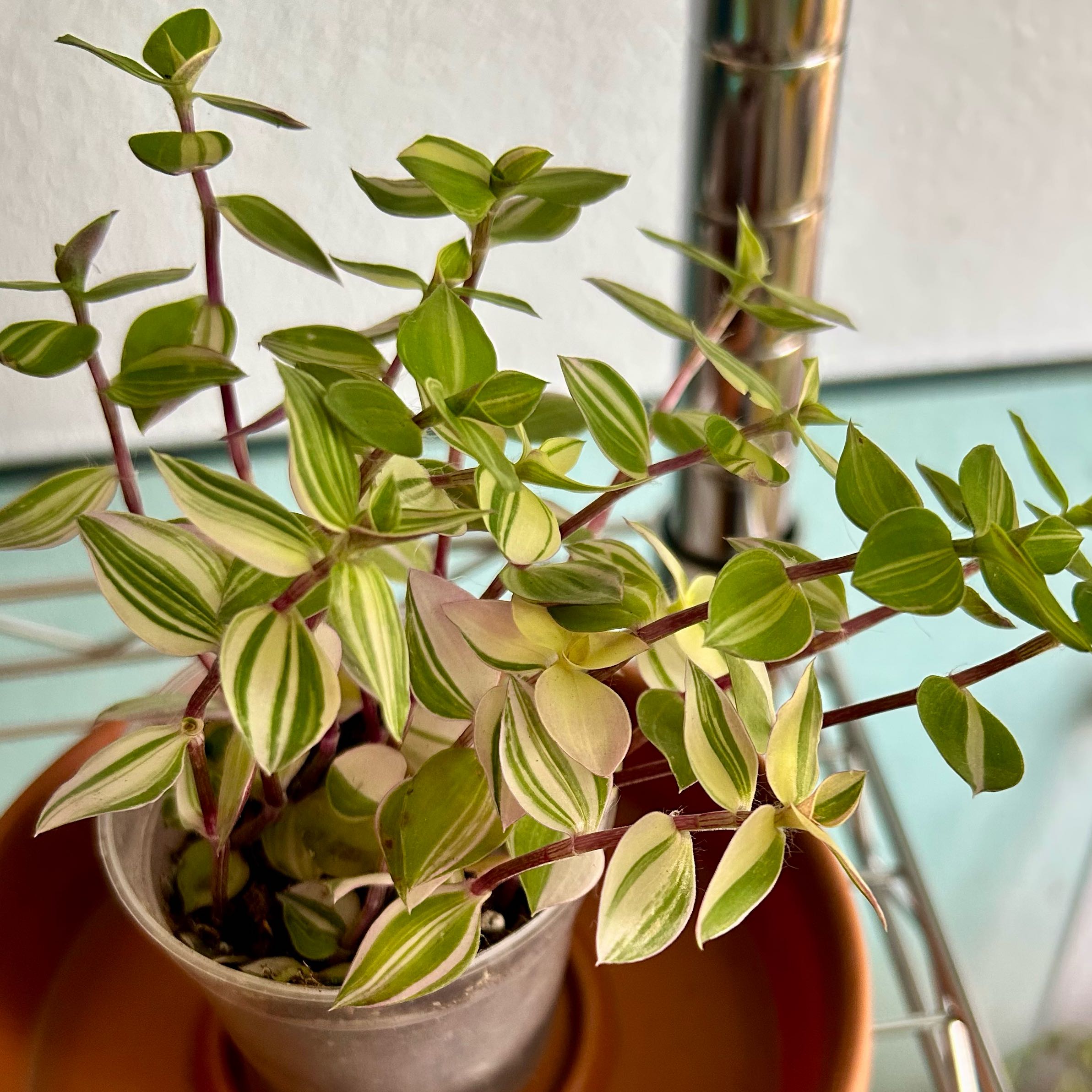 Photo of the plant species Callisia 'Bianca' by @stephonicle named Callisia repens 'Bianca' on Greg, the plant care app
