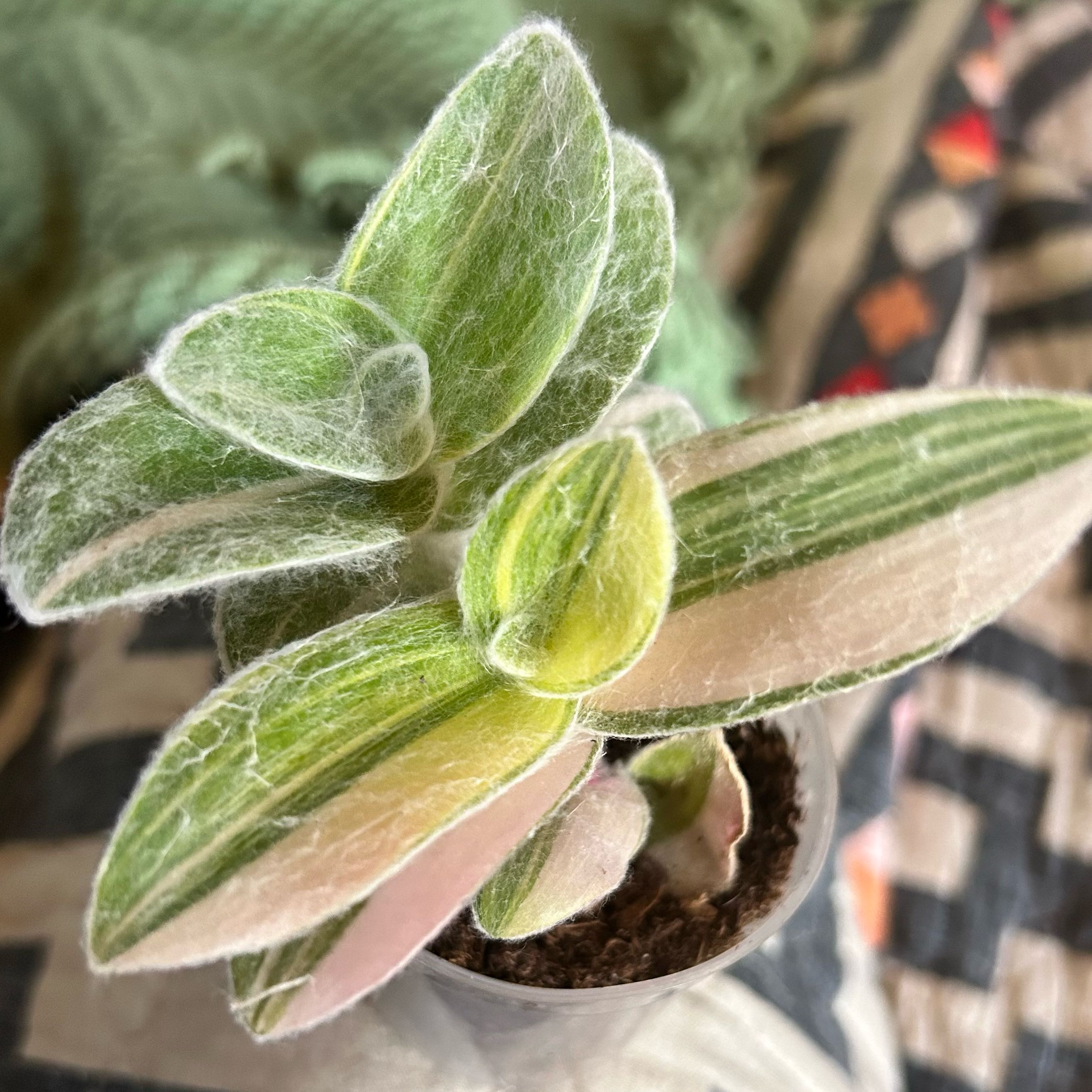 Photo of the plant species Tradescantia 'Gold Stripes' by @stephonicle named Tradescantia sillamontana 'Gold Stripes' on Greg, the plant care app