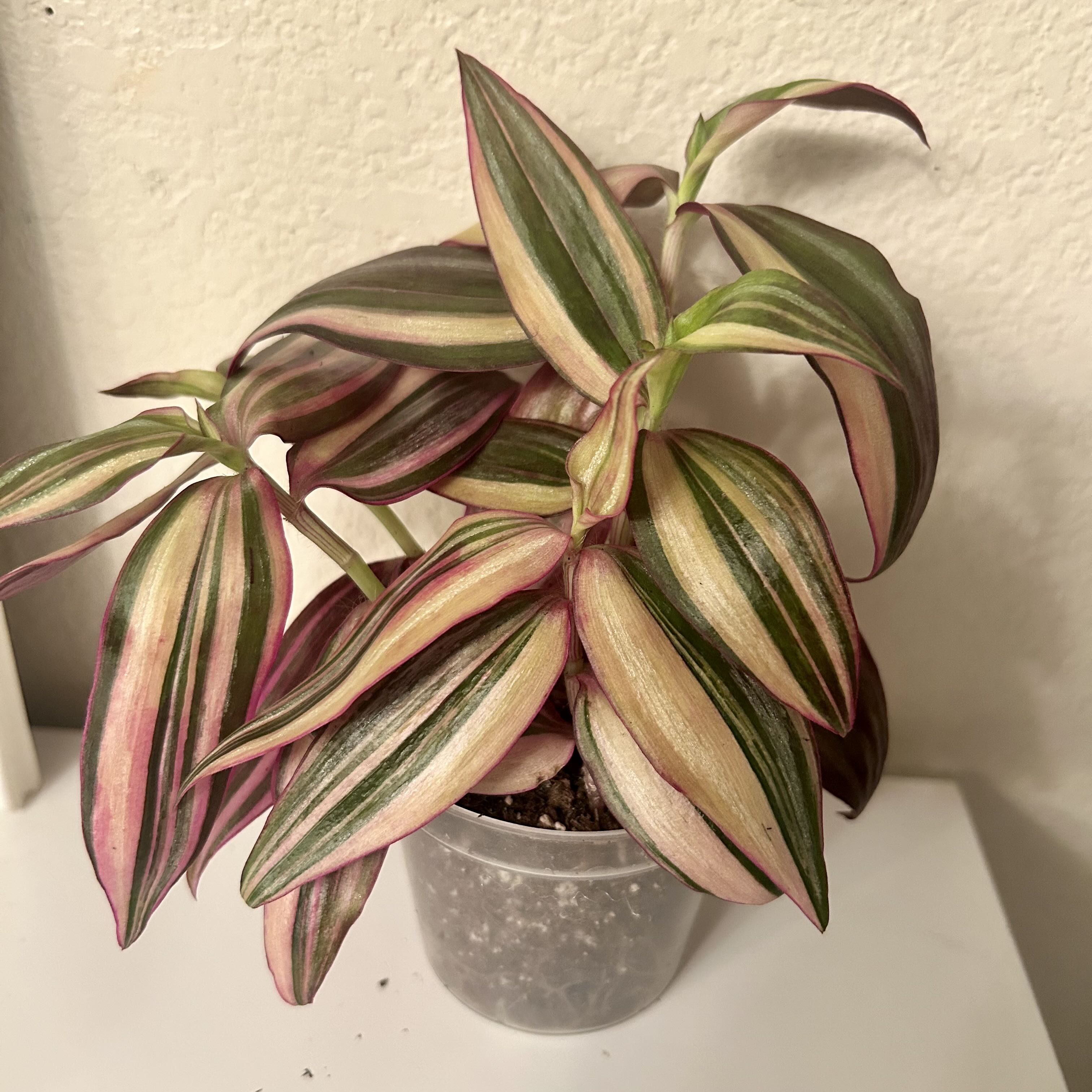 Photo from the post