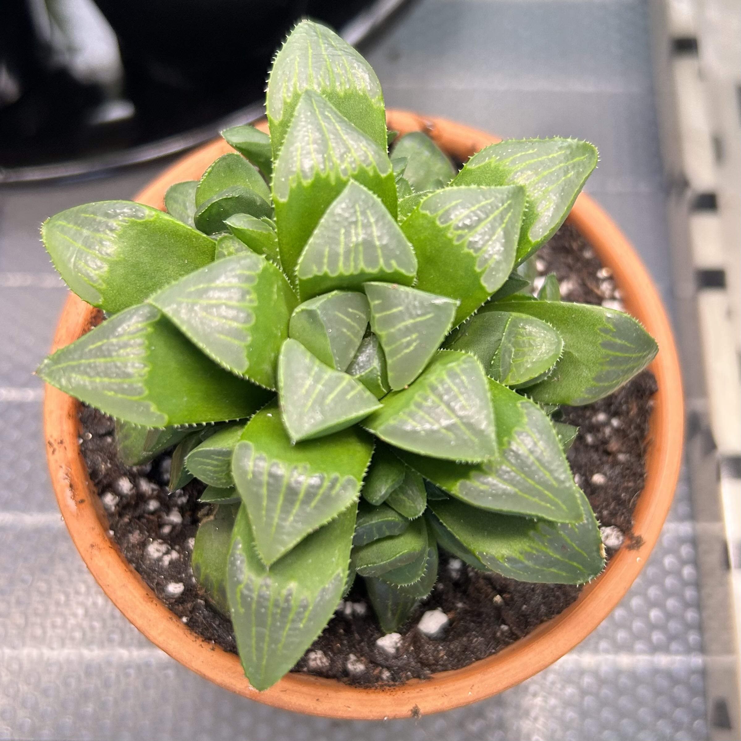 Photo of the plant species Haworthia mirabilis var. mundula by @stephonicle named Haworthia mirabilis var 'Mundula' on Greg, the plant care app