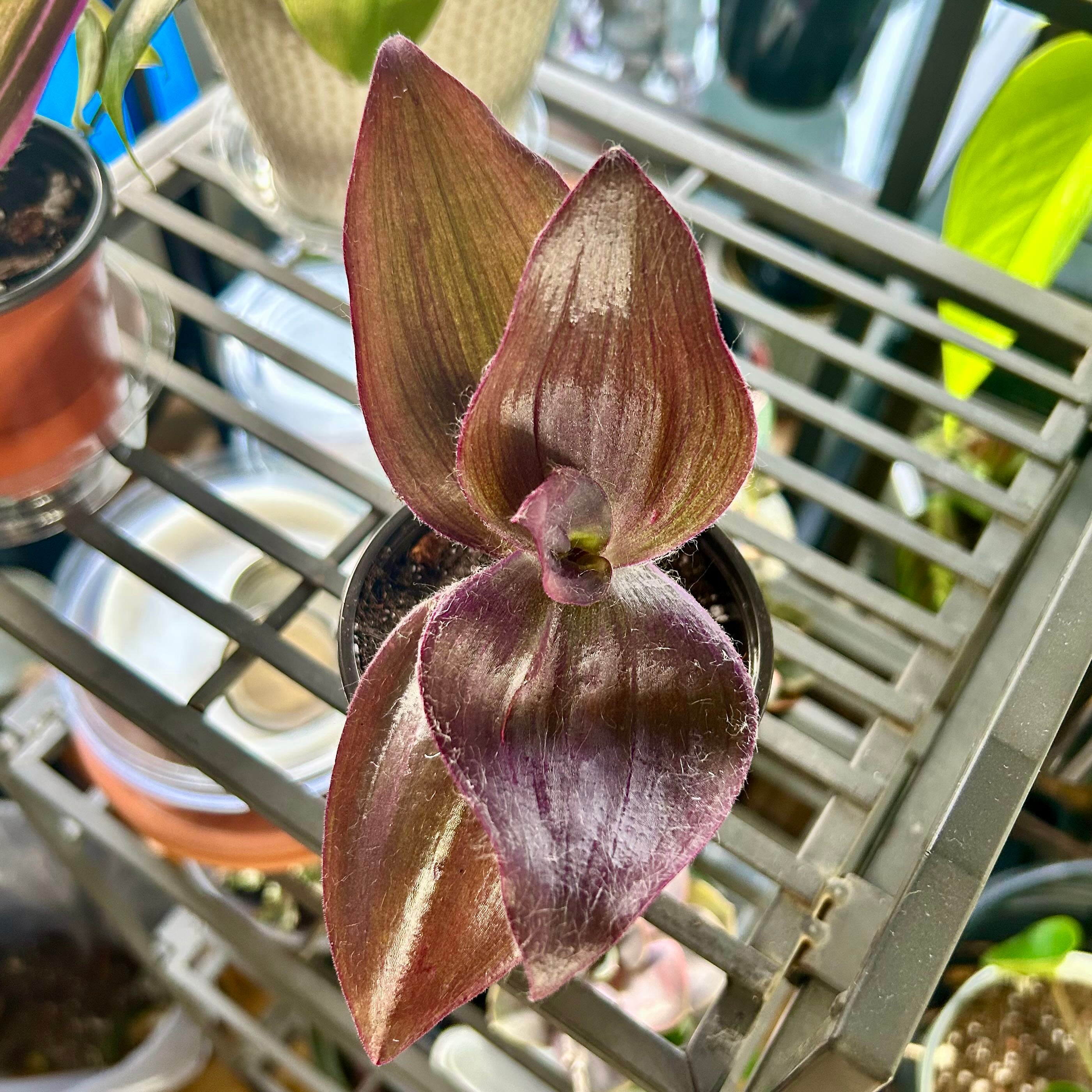 Tradescantia Kartuz Giant Plant Care: Water, Light, Nutrients