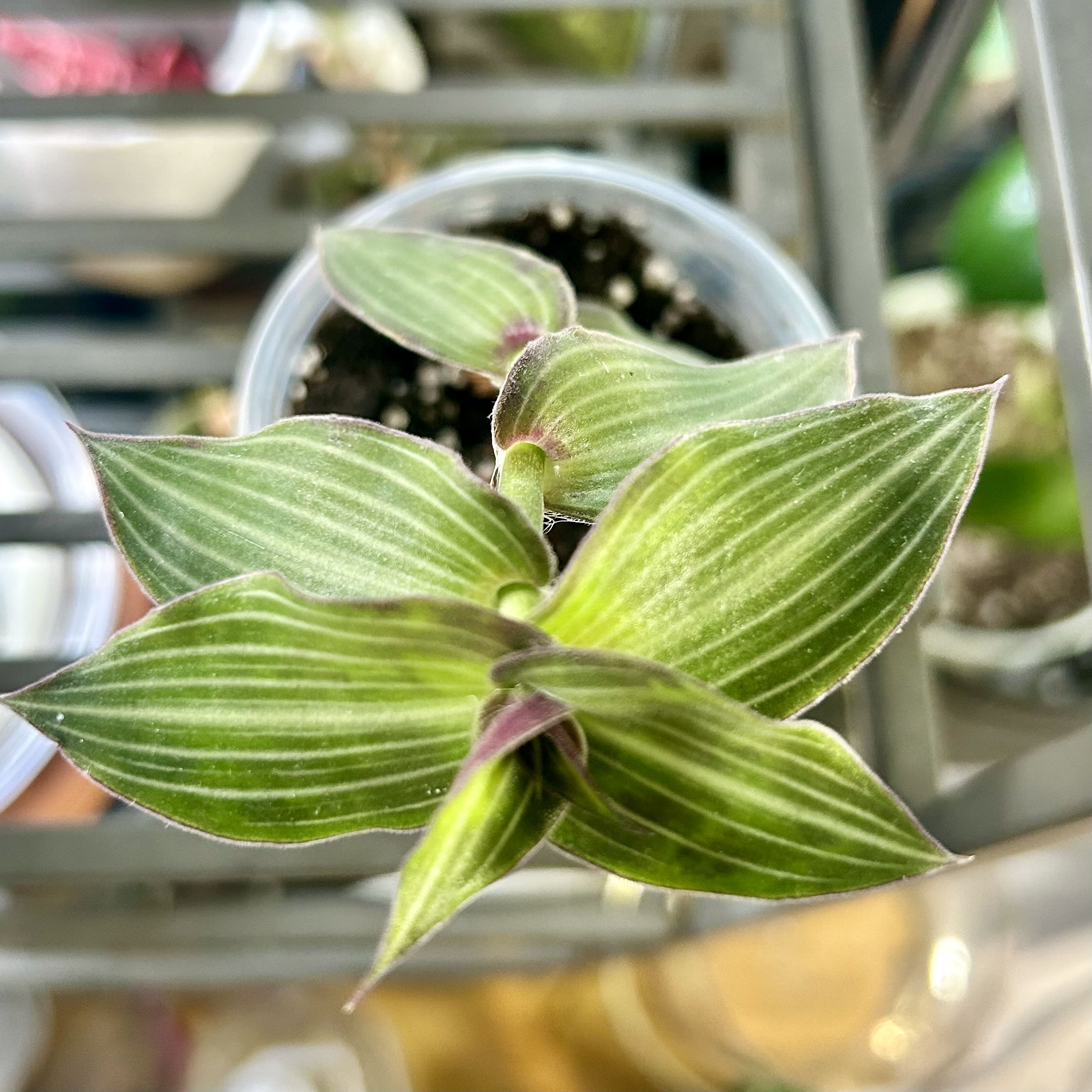 Photo of the plant species Puppy Ears Plant by @stephonicle named Callisia gentlei 'Elegans' on Greg, the plant care app