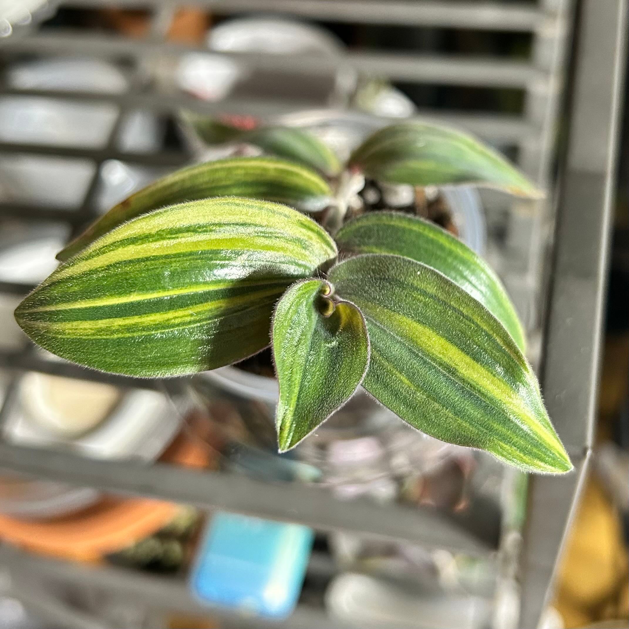Photo of the plant species Baby Bunny Bellies Variegated by @stephonicle named Tradescantia chrysophylla variegated on Greg, the plant care app