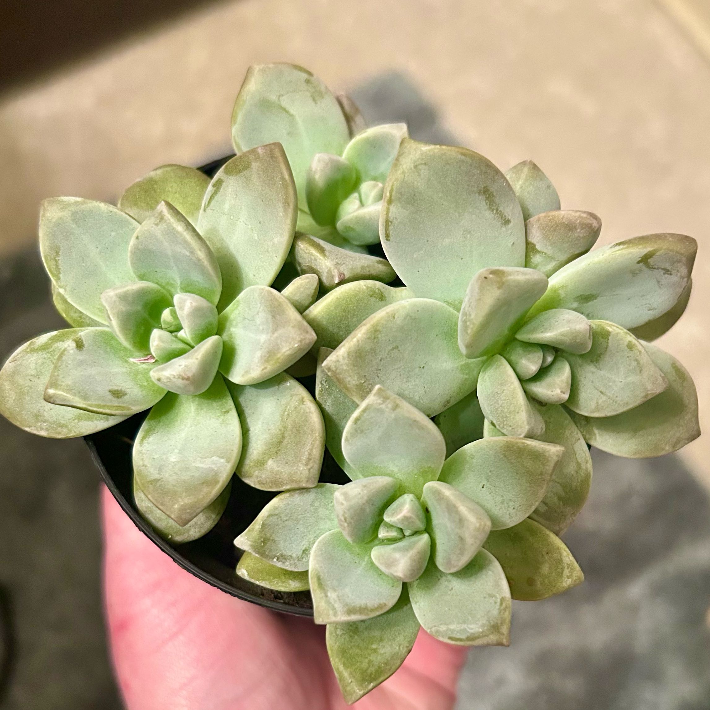 Photo of the plant species Graptosedum 'Ghosty' by @stephonicle named Graptosedum 'Ghosty' on Greg, the plant care app