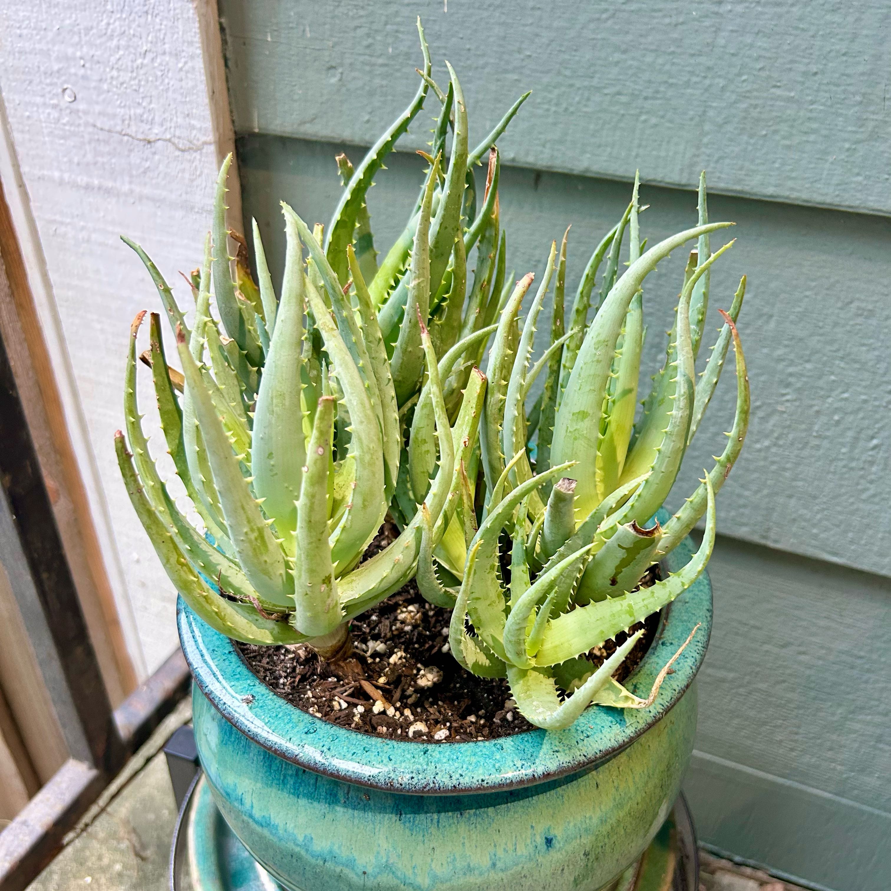 Photo of the plant species Aloe 'Blue Elf' by @stephonicle named Aloe 'Blue Elf' on Greg, the plant care app