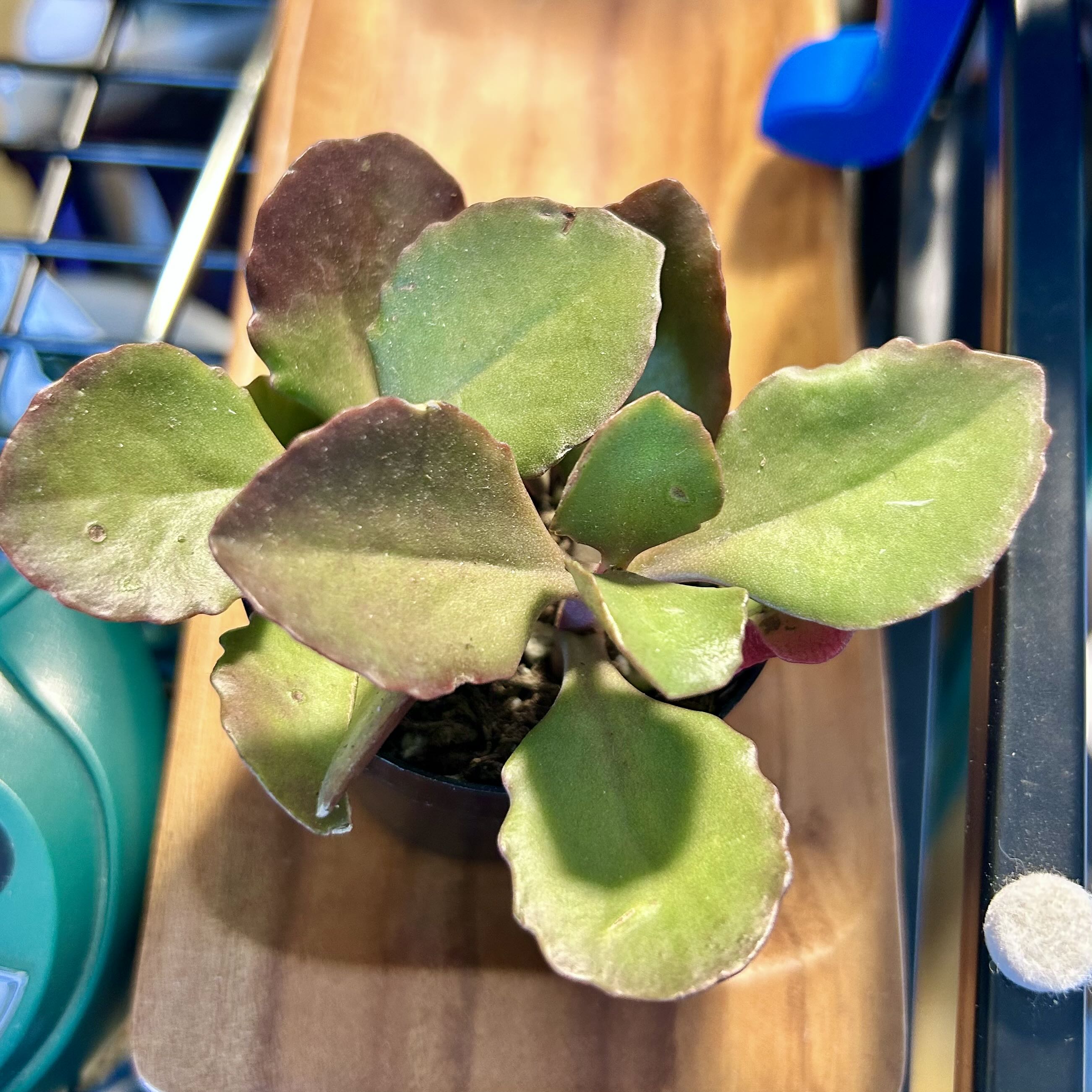 Photo of the plant species Kalanchoe 'Petra's Sunfire' by @stephonicle named Kalanchoe 'Petra's Sunfire' on Greg, the plant care app