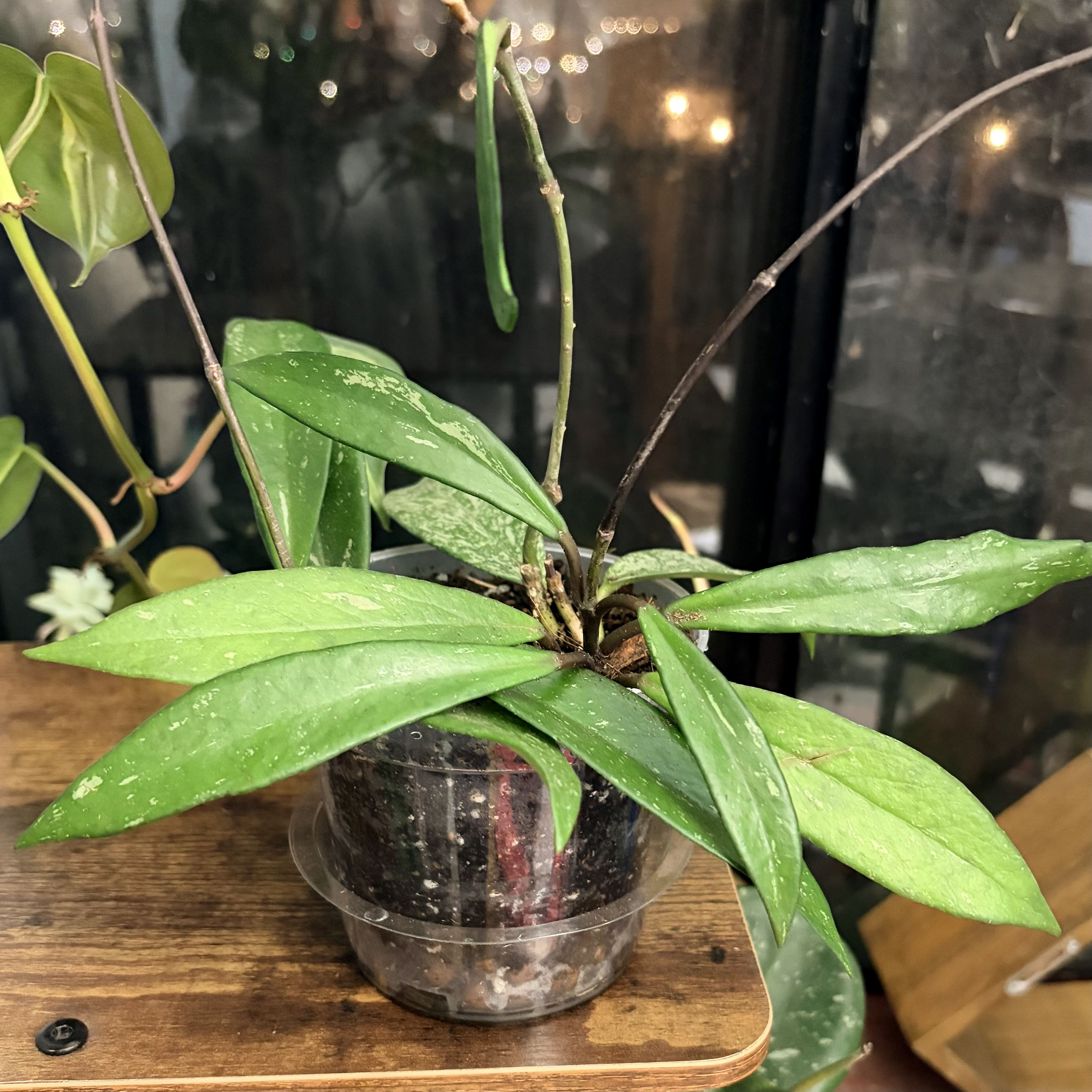 Photo of the plant species Hoya 'Memoria' by @stephonicle named Hoya Memoria on Greg, the plant care app